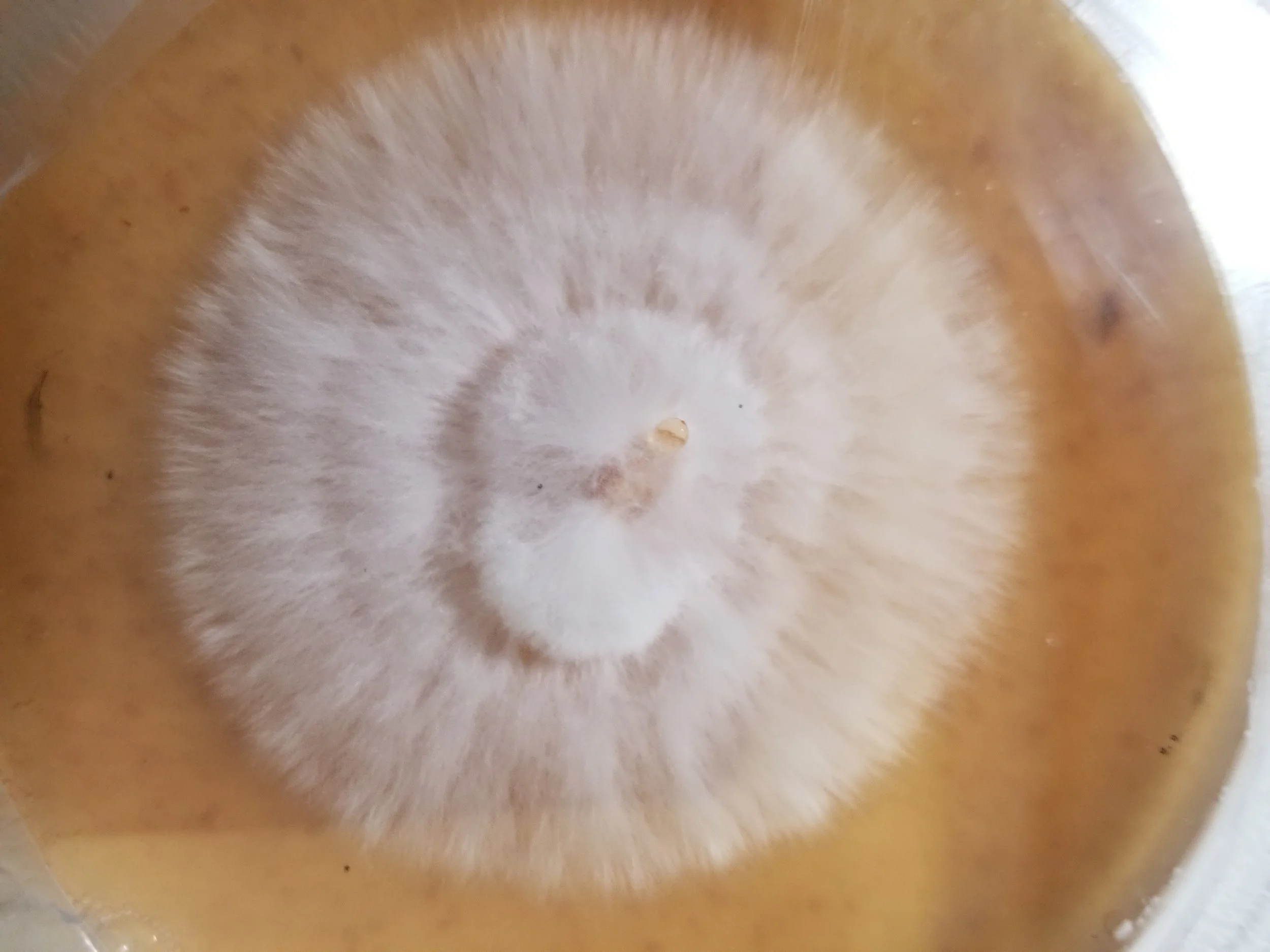 Close-up of the bottom of a cupcake with light brown icing and a small seed on top.