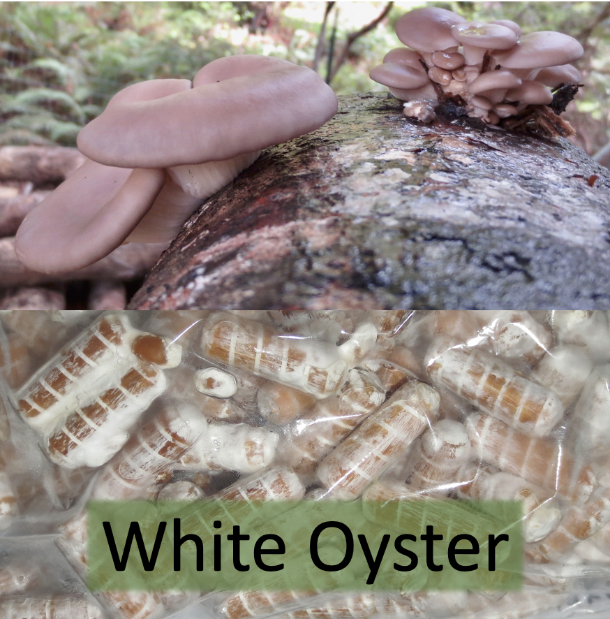 White Oyster Plug Spawn