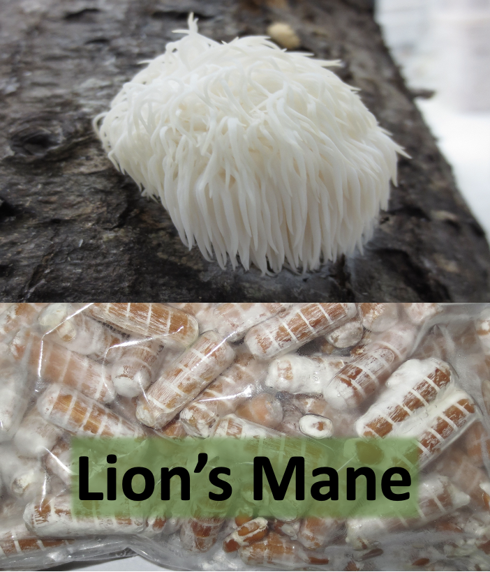 Lion's Mane Plug Spawn