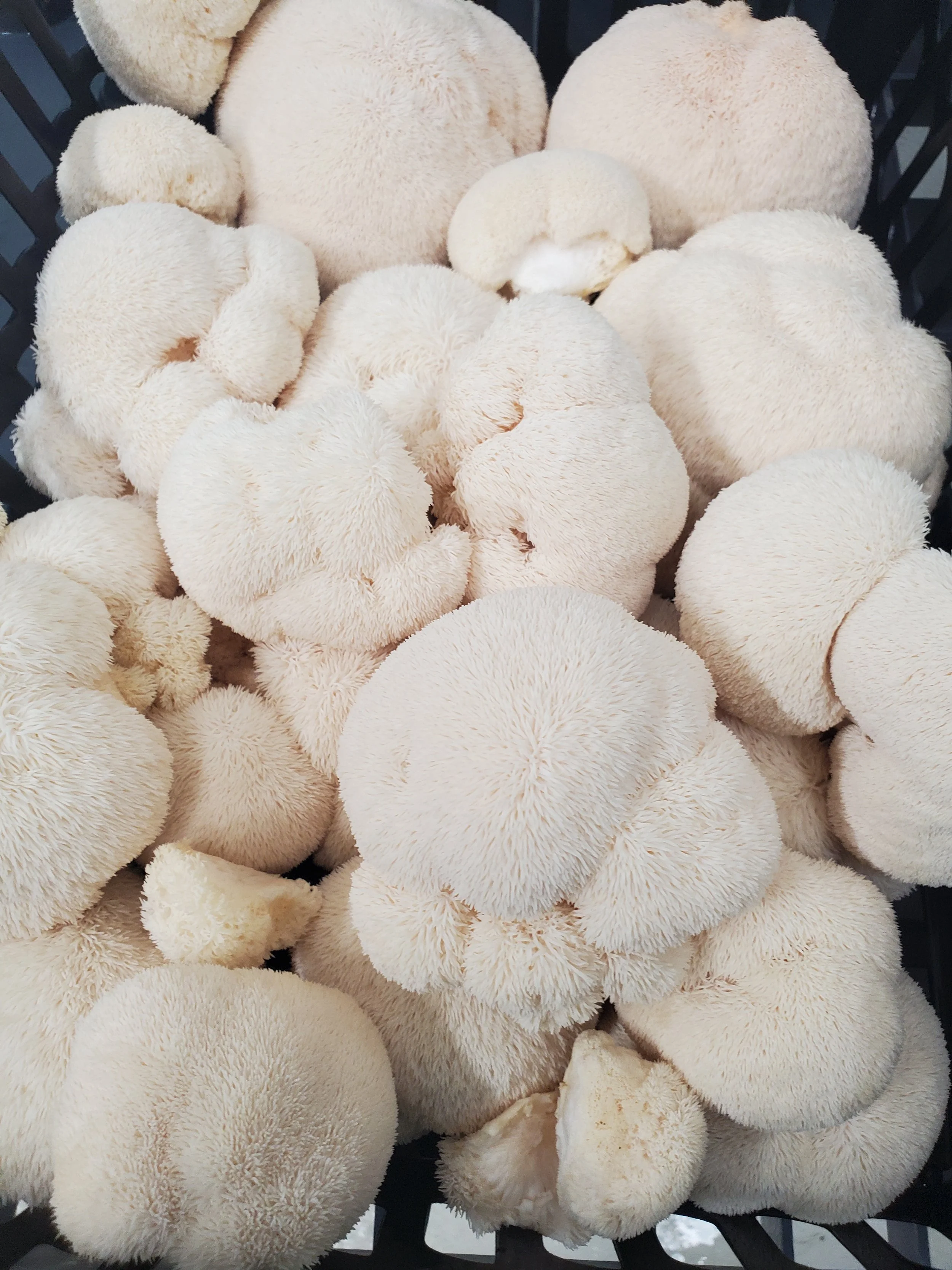 Lion's Mane Grain Spawn