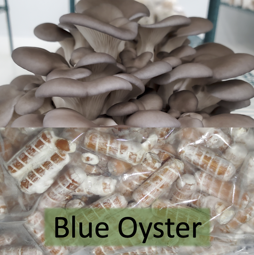 Blue Oyster Plug Spawn