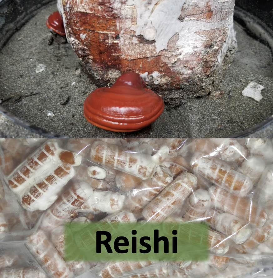 Reishi Plug Spawn