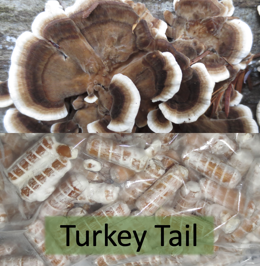 Turkey Tail Plug Spawn