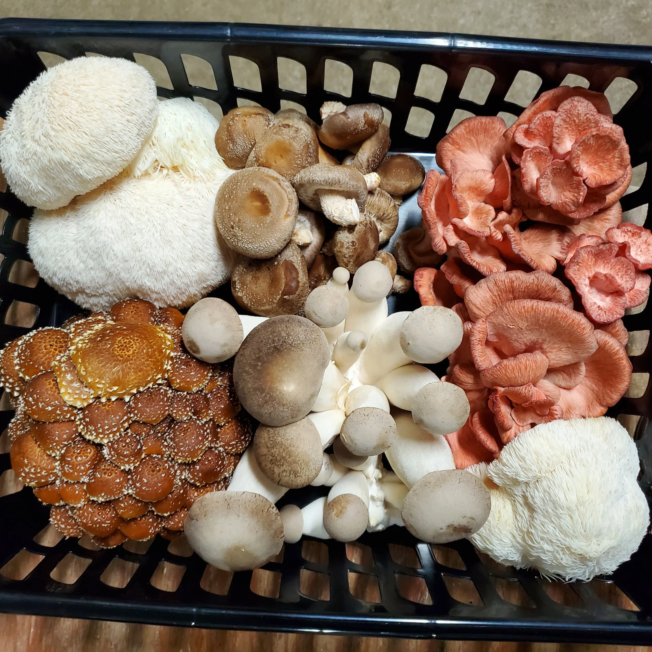A black basket filled with various types of mushrooms including white, brown, and orange varieties.