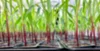 Switch Bioworks