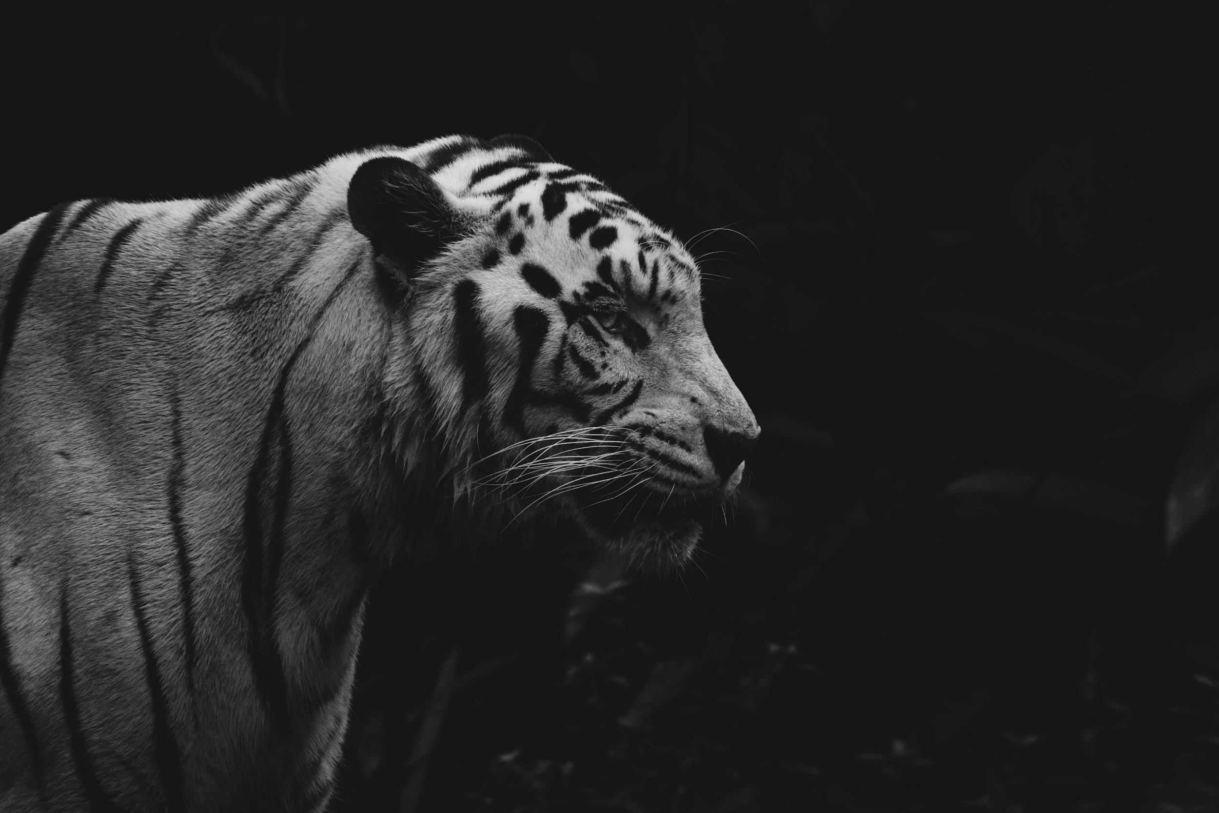 Tiger Tattoo Meaning