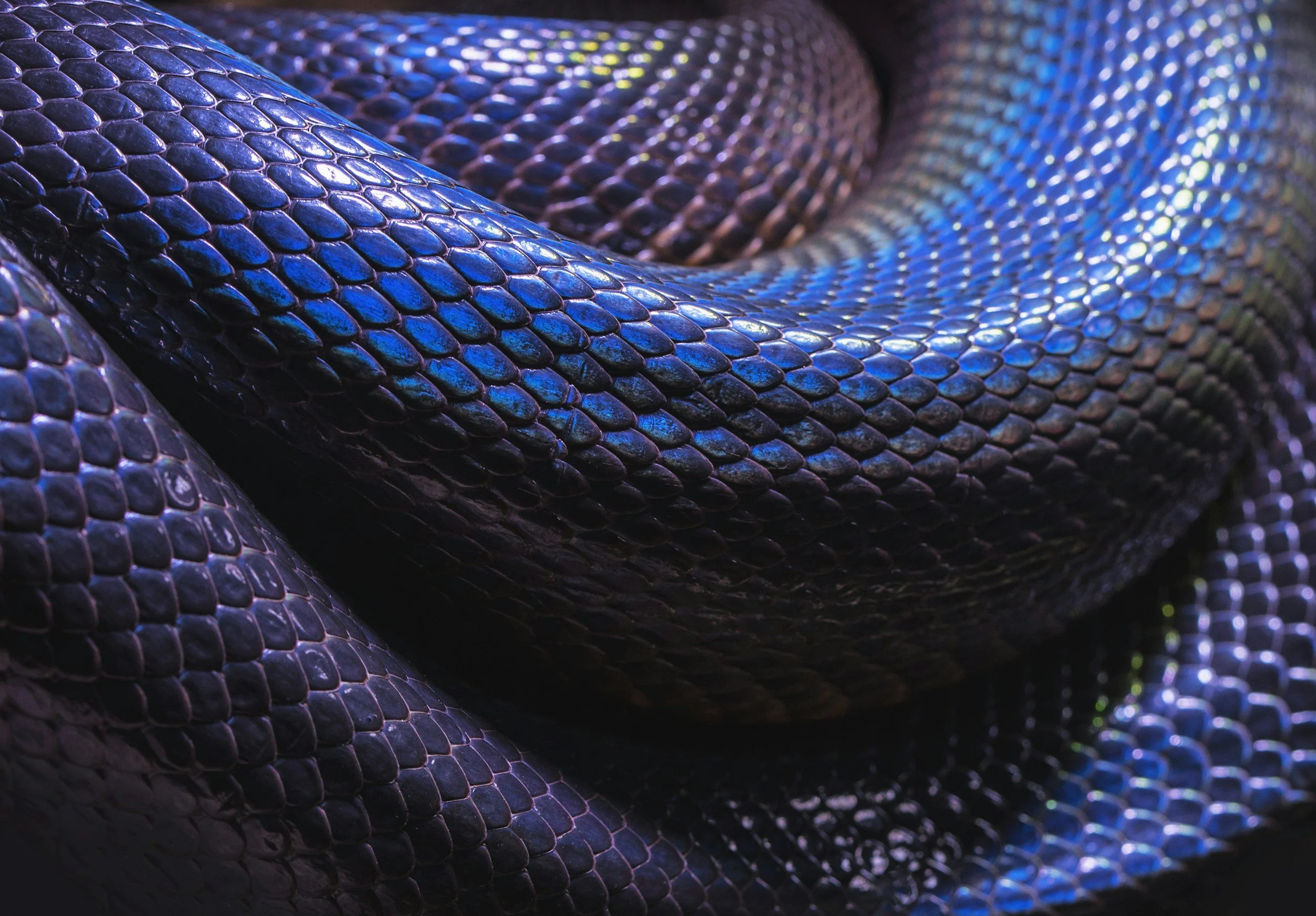 Snake tattoo meaning