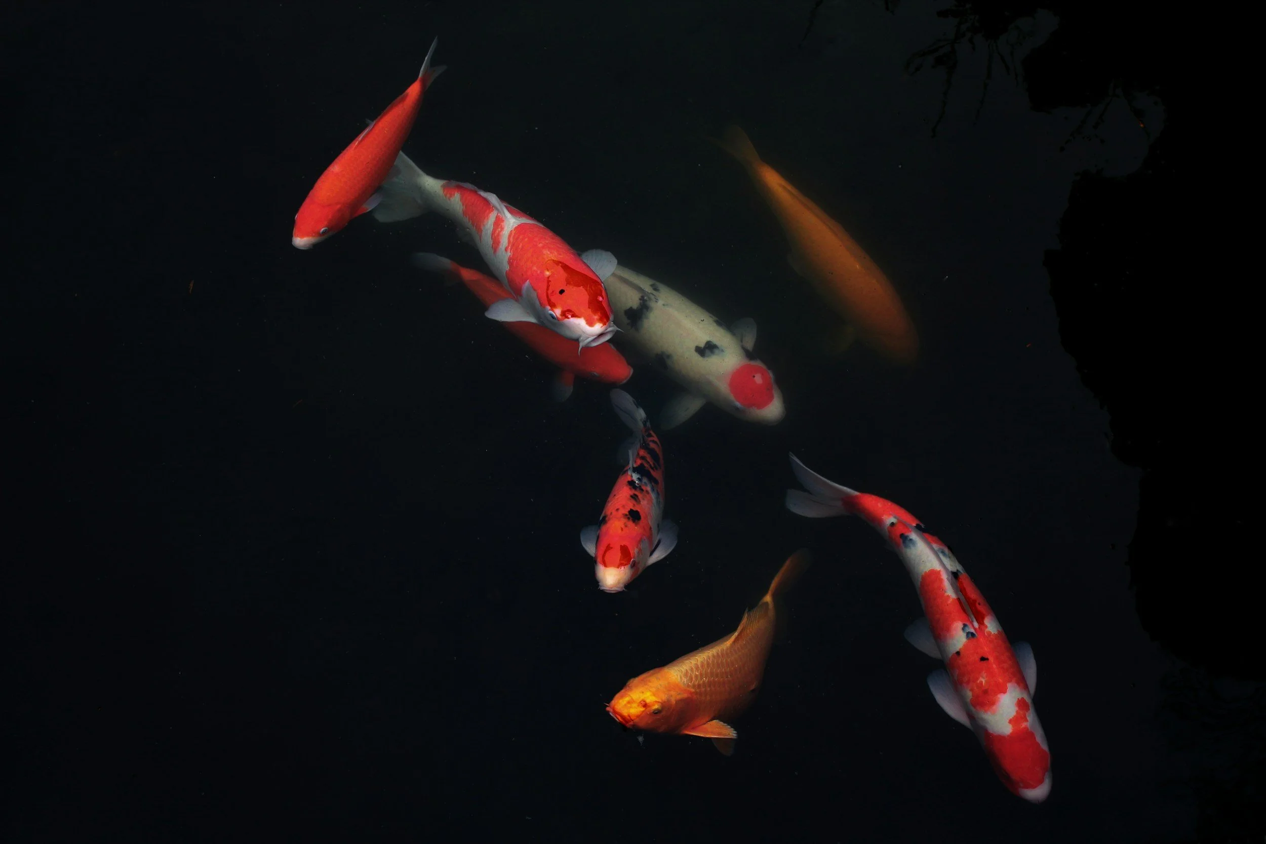 Koi Fish Tattoo Meaning