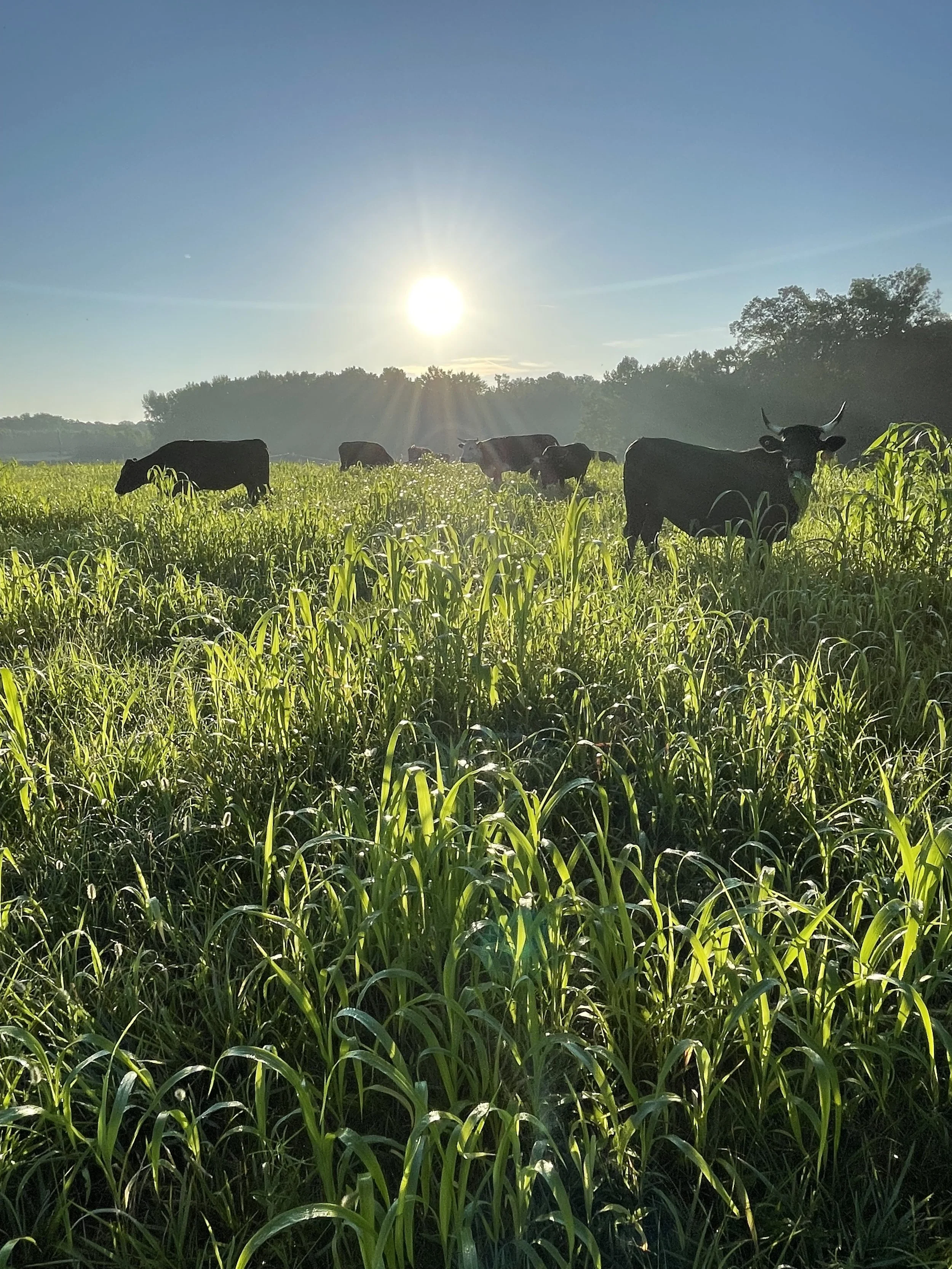 Back to the Way Cattle Were Meant to Live