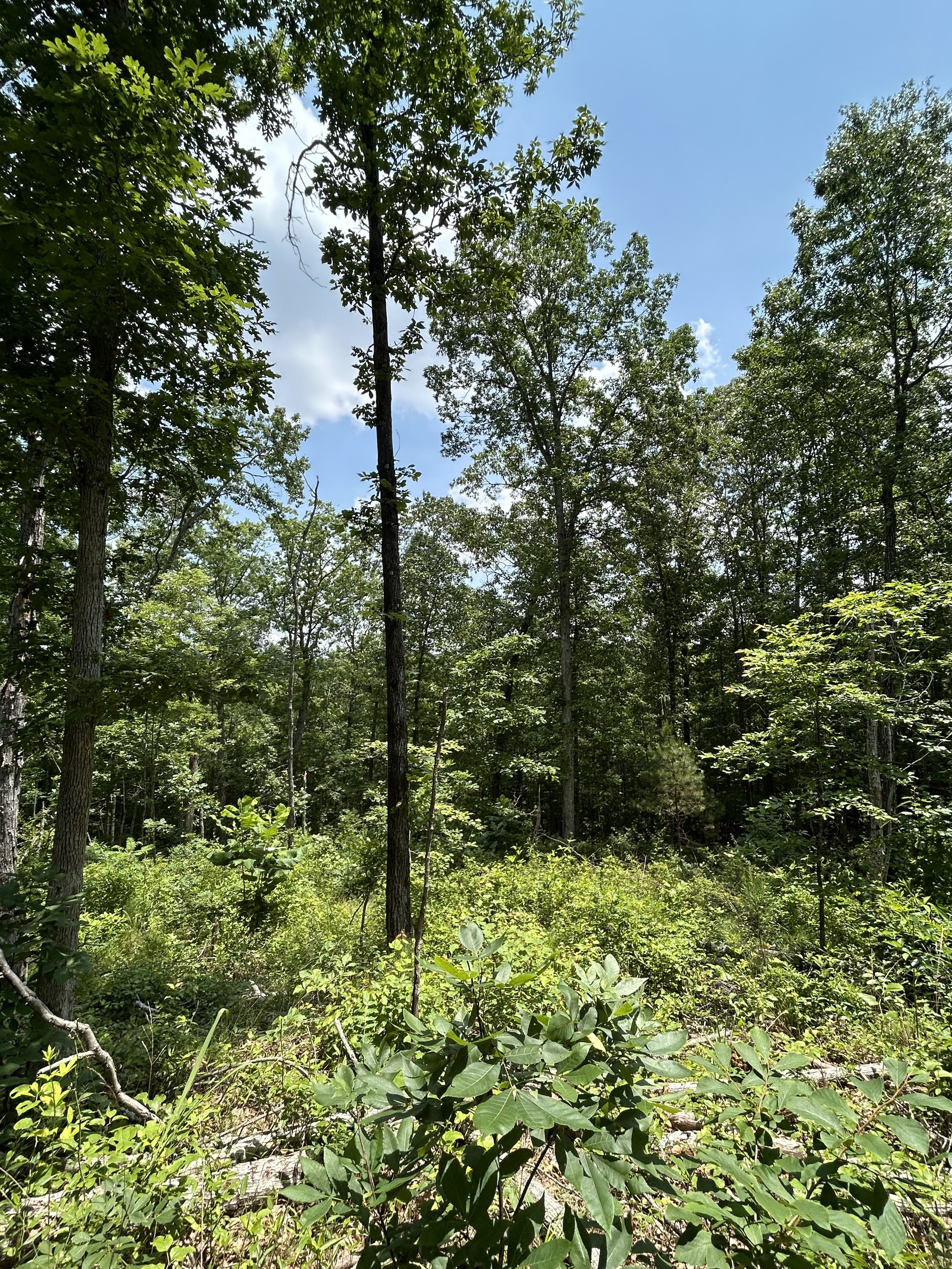 Wildlife-Focused Forestry &amp; Timber Management