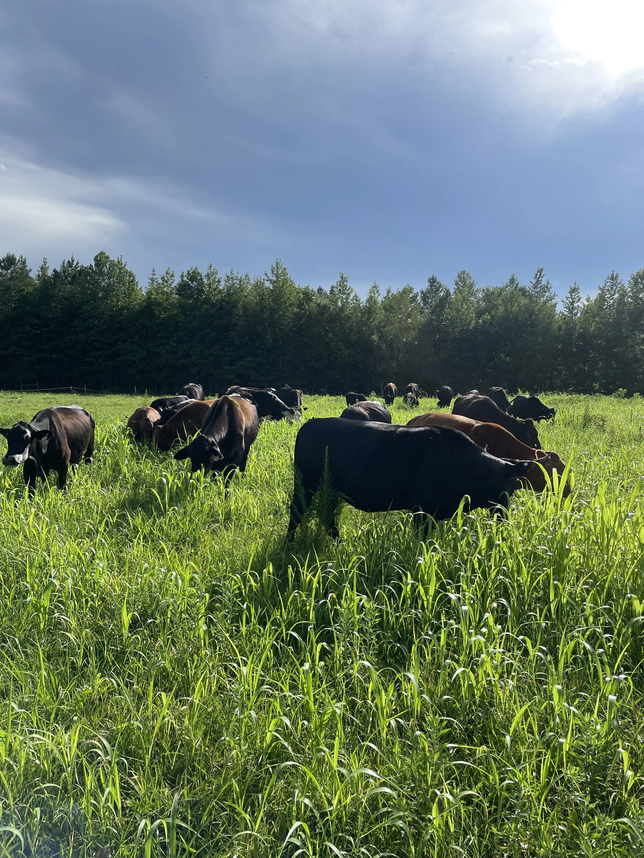 When “Efficient” Stopped Meaning Profitable