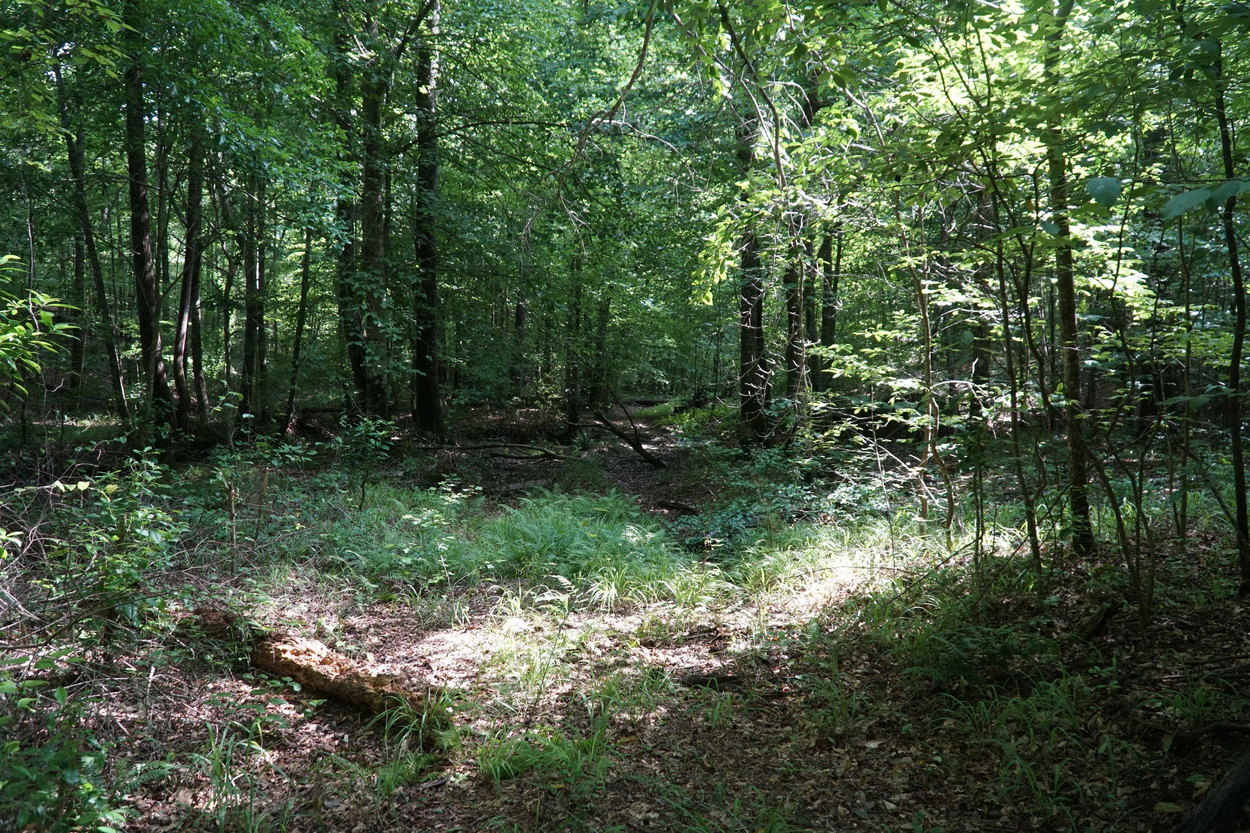 DSC03716.JPG