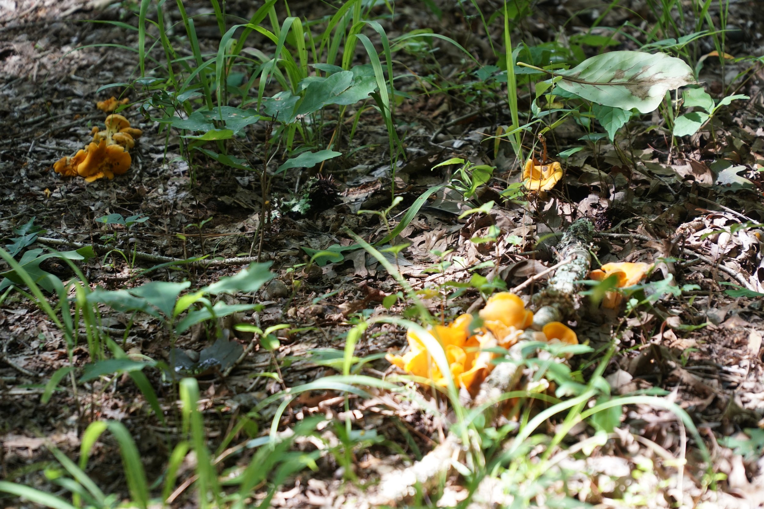DSC03687.JPG