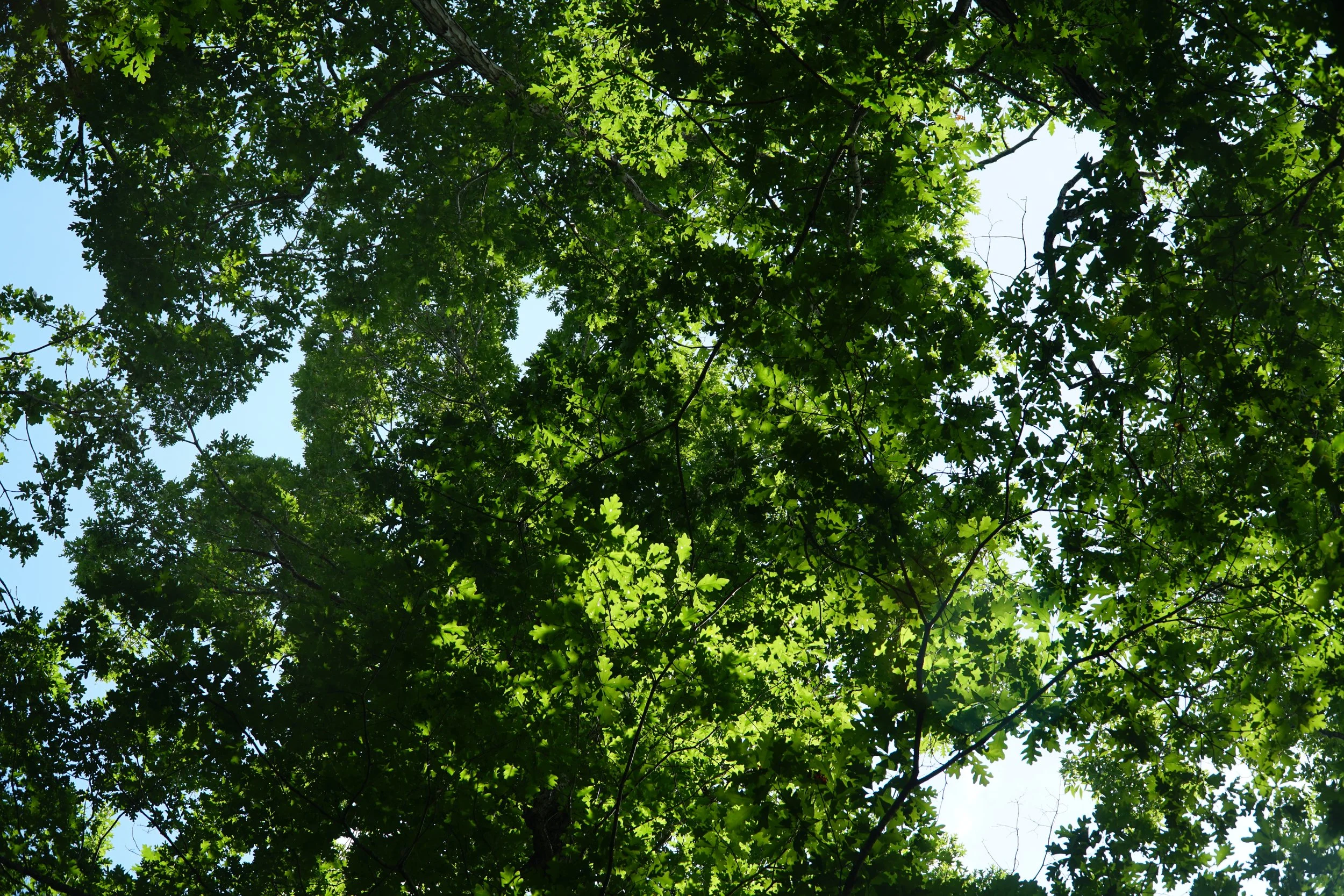 DSC03677.JPG