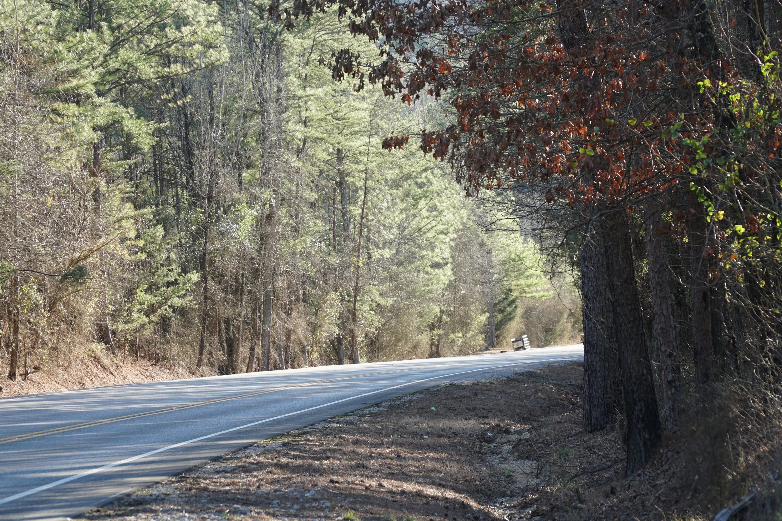 +/- 56 Acres - County Road B03, Haleyville, AL