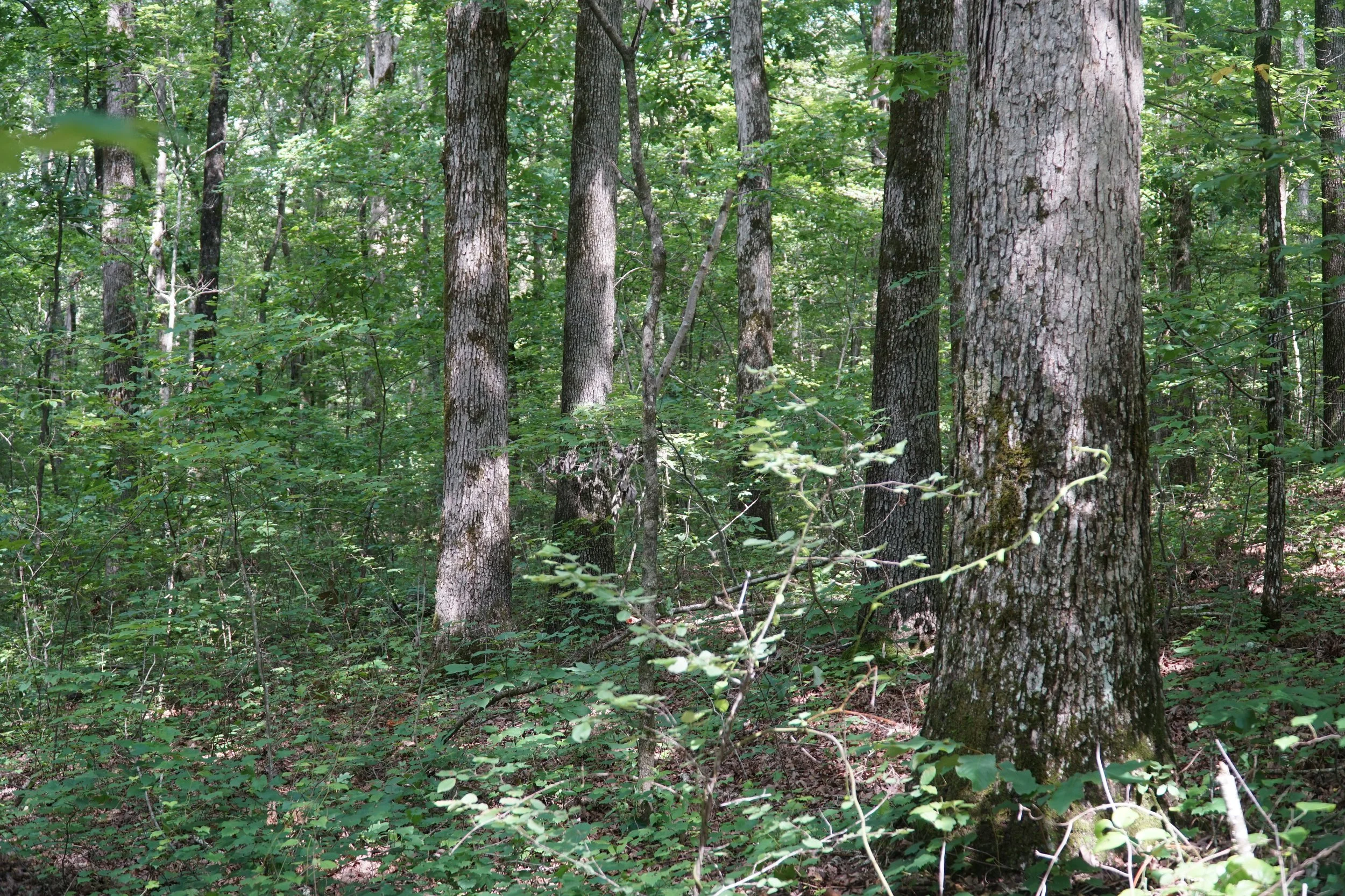 DSC03680.JPG