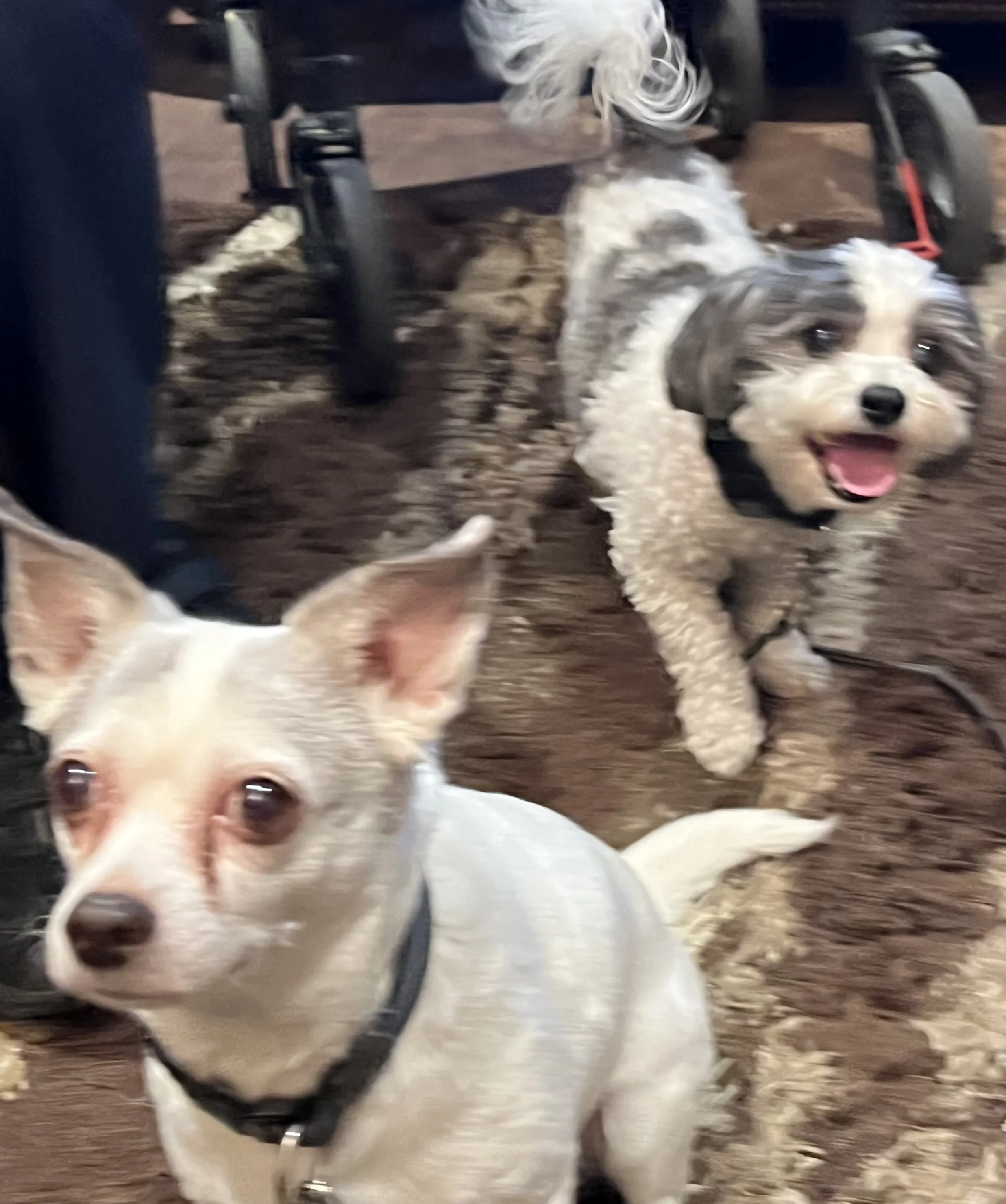 Adoptable Dogs — Kamloops Ruff Start Rescue Society