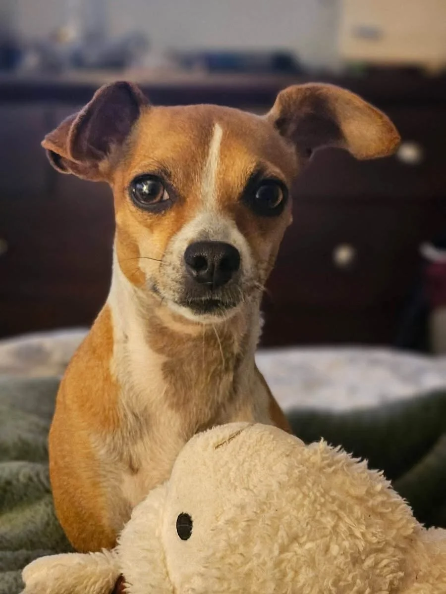 Adoptable Dogs — Kamloops Ruff Start Rescue Society