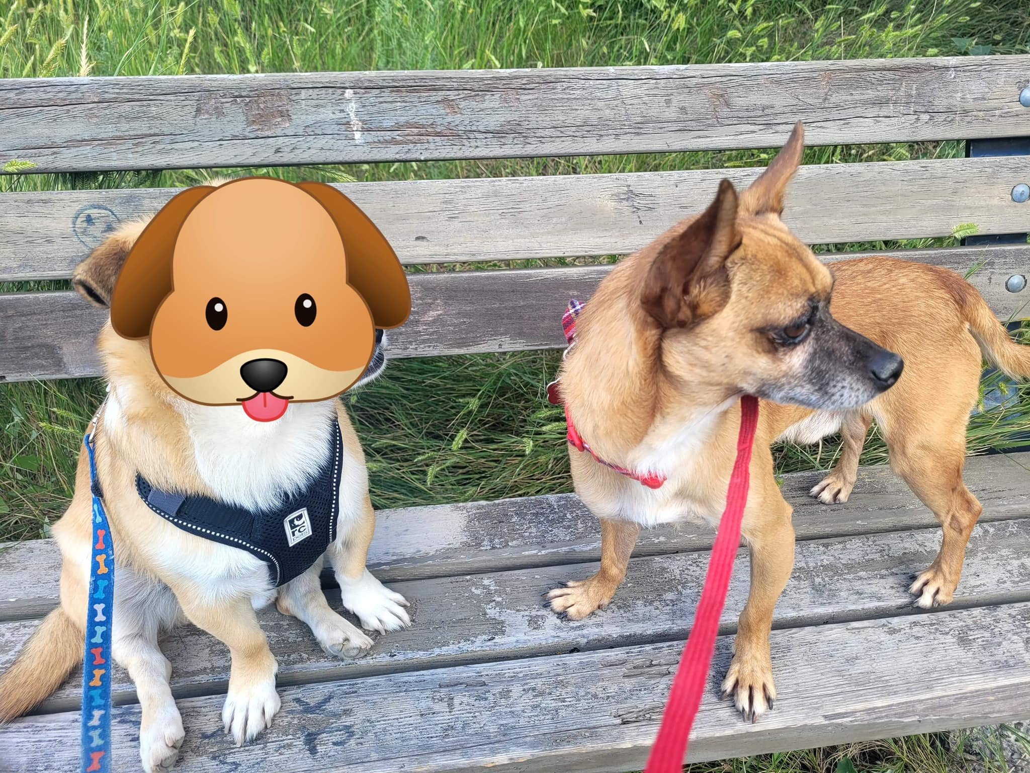 Foster brother.jpeg