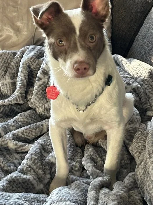 Adoptable Dogs Kamloops Ruff Start Rescue Society Adoptable dogs kamloops ruff start rescue society