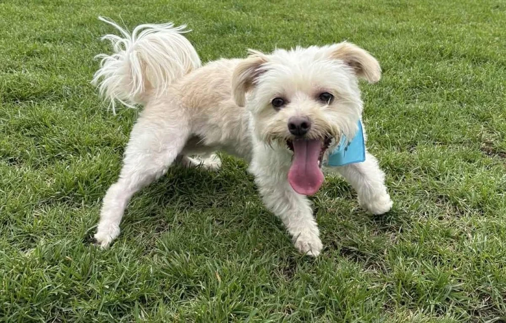 Adoptable Dogs — Kamloops Ruff Start Rescue Society