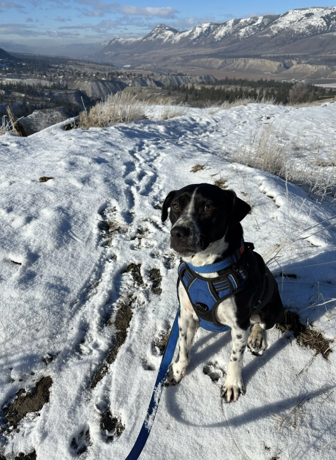 Adoptable Dogs — Kamloops Ruff Start Rescue Society