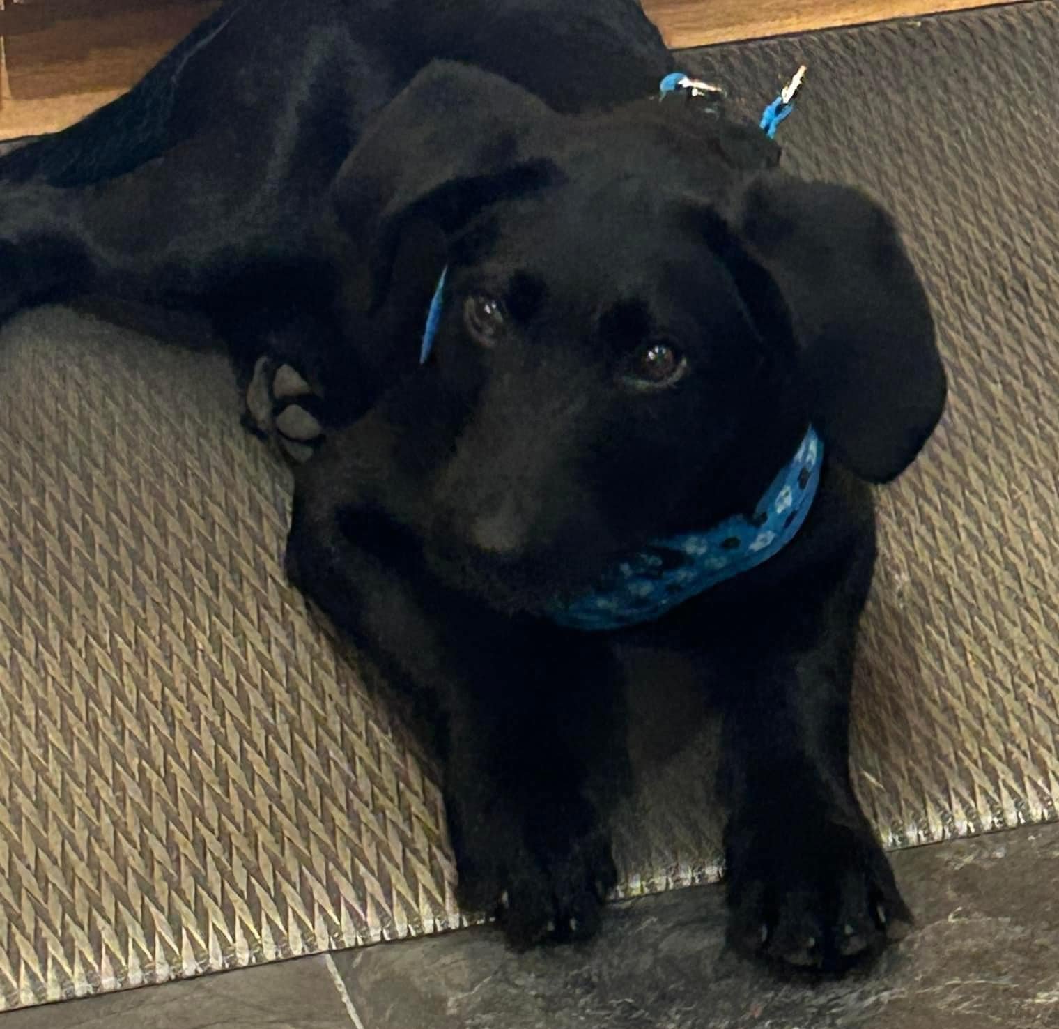 Adoptable Dogs Kamloops Ruff Start Rescue Society Adoptable dogs kamloops ruff start rescue society
