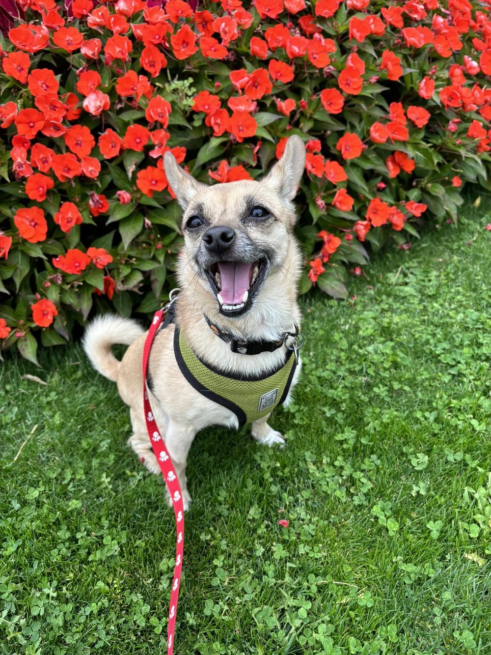 Adoptable Dogs Kamloops Ruff Start Rescue Society Adoptable dogs kamloops ruff start rescue society