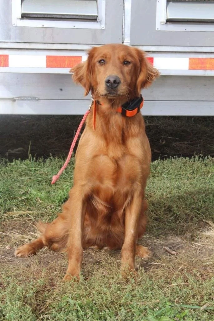 Our Girls — Topbrass Retrievers
