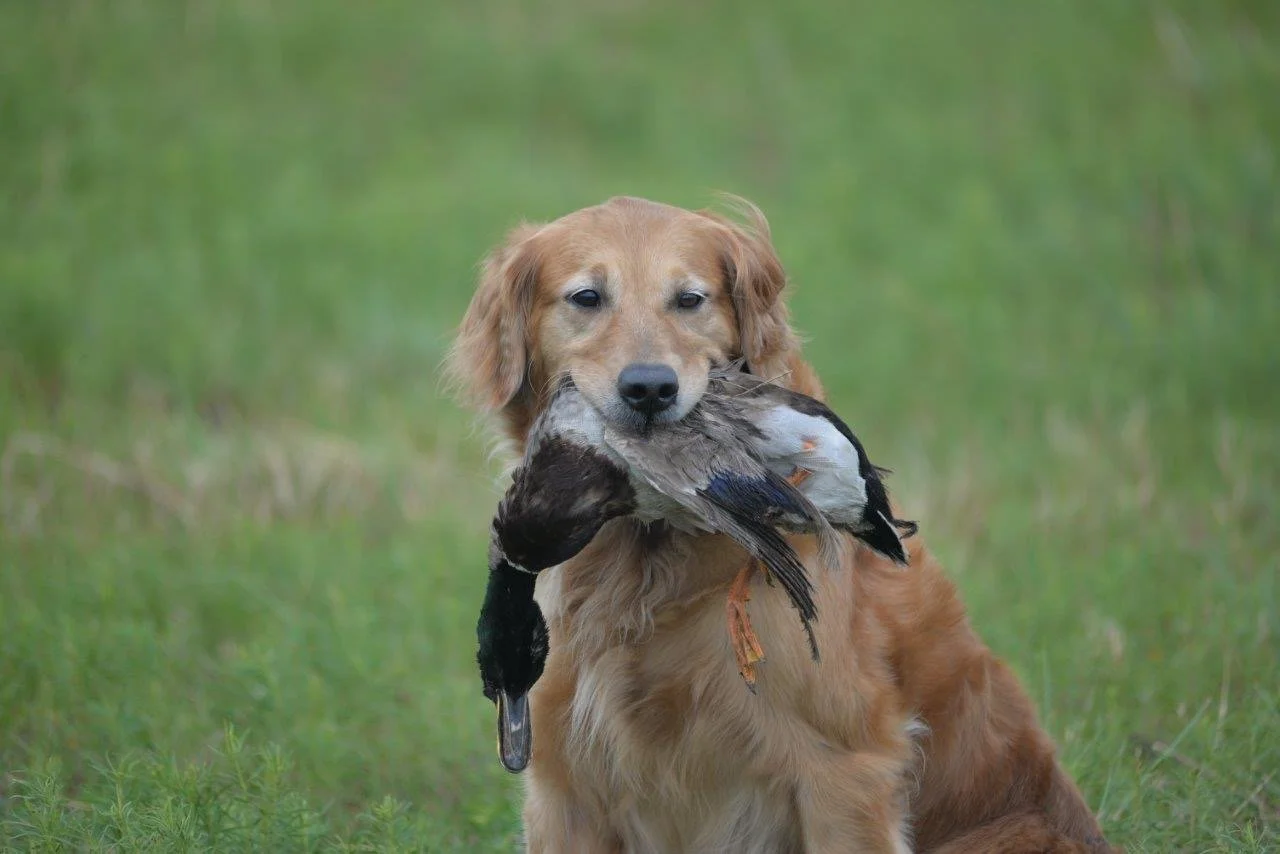 Our Girls — Topbrass Retrievers