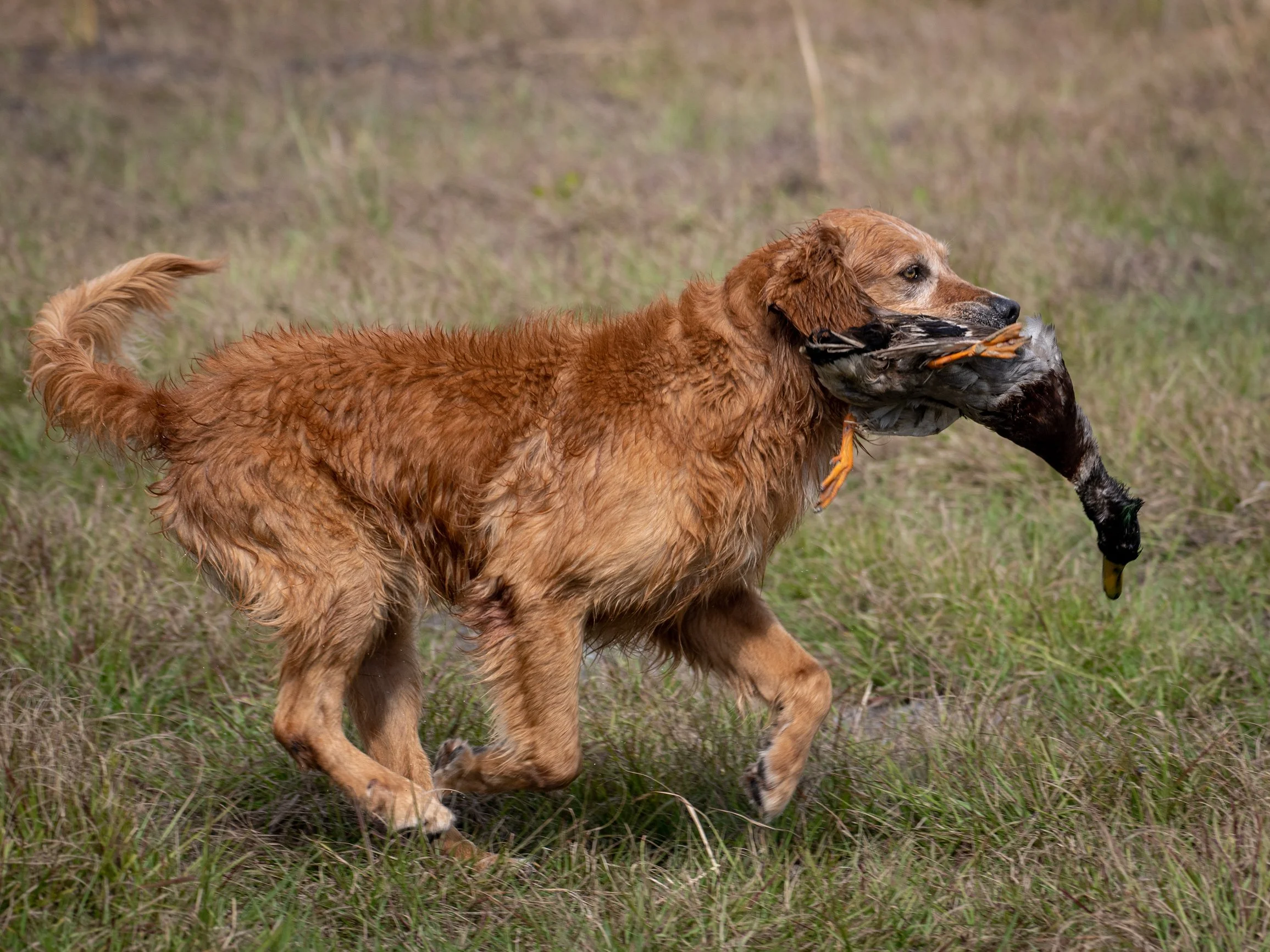 General 2 — Topbrass Retrievers