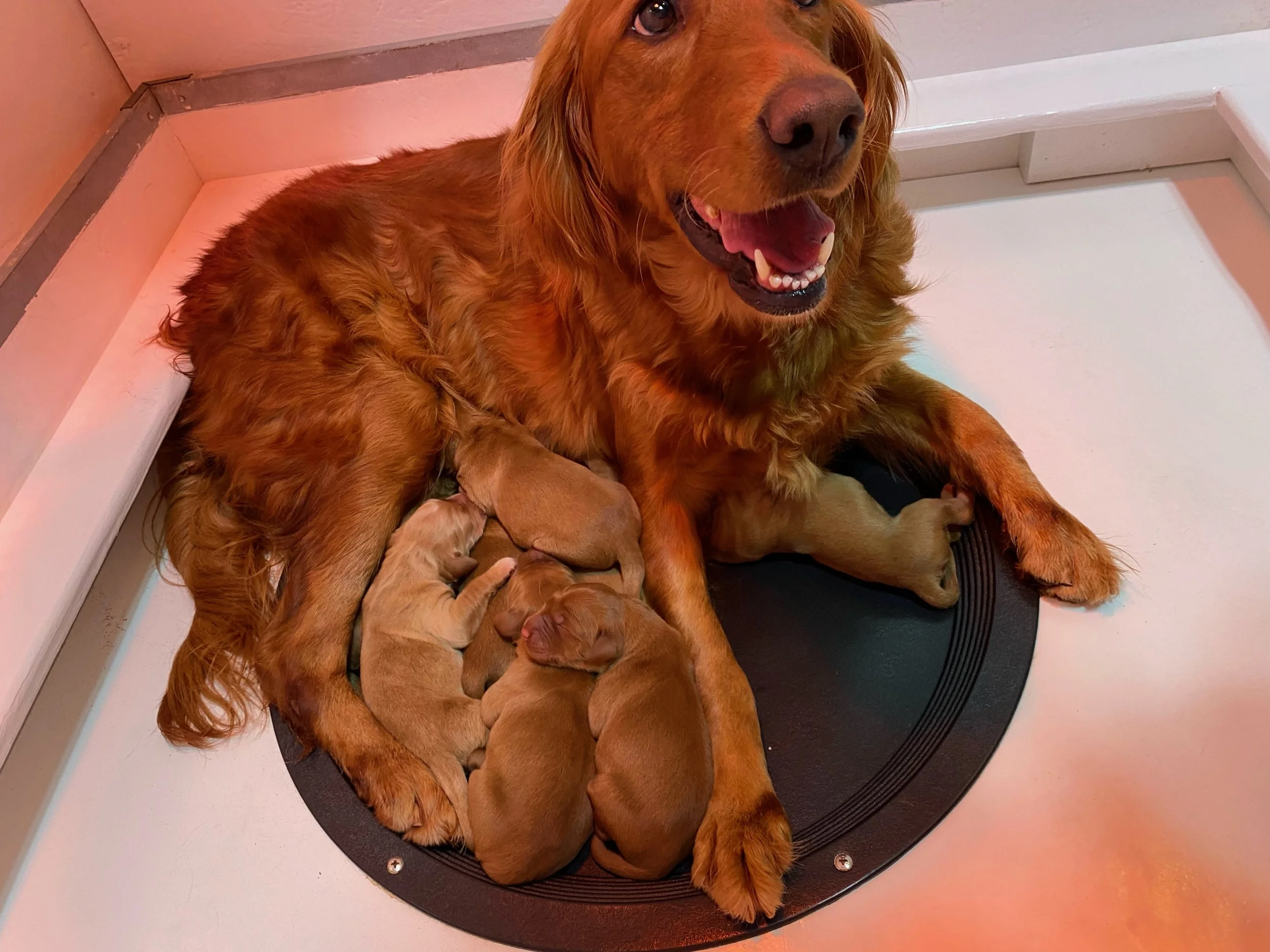 General 2 — Topbrass Retrievers