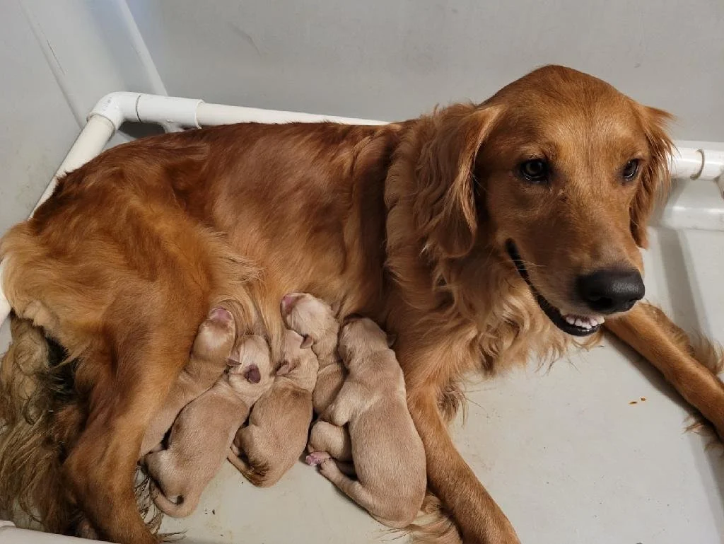 General 2 — Topbrass Retrievers