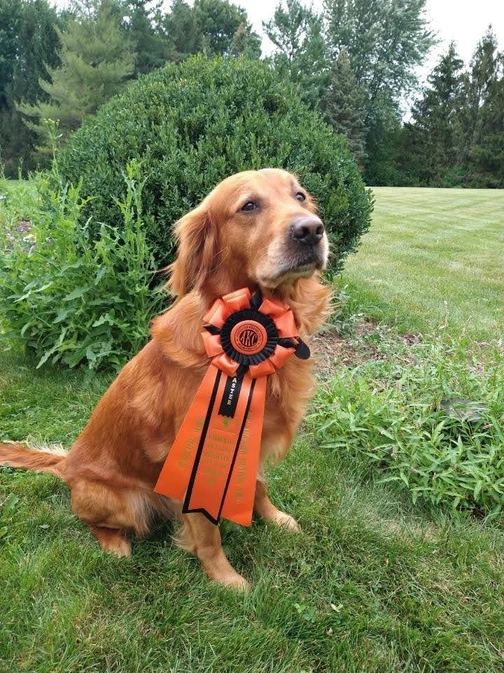 General 2 — Topbrass Retrievers