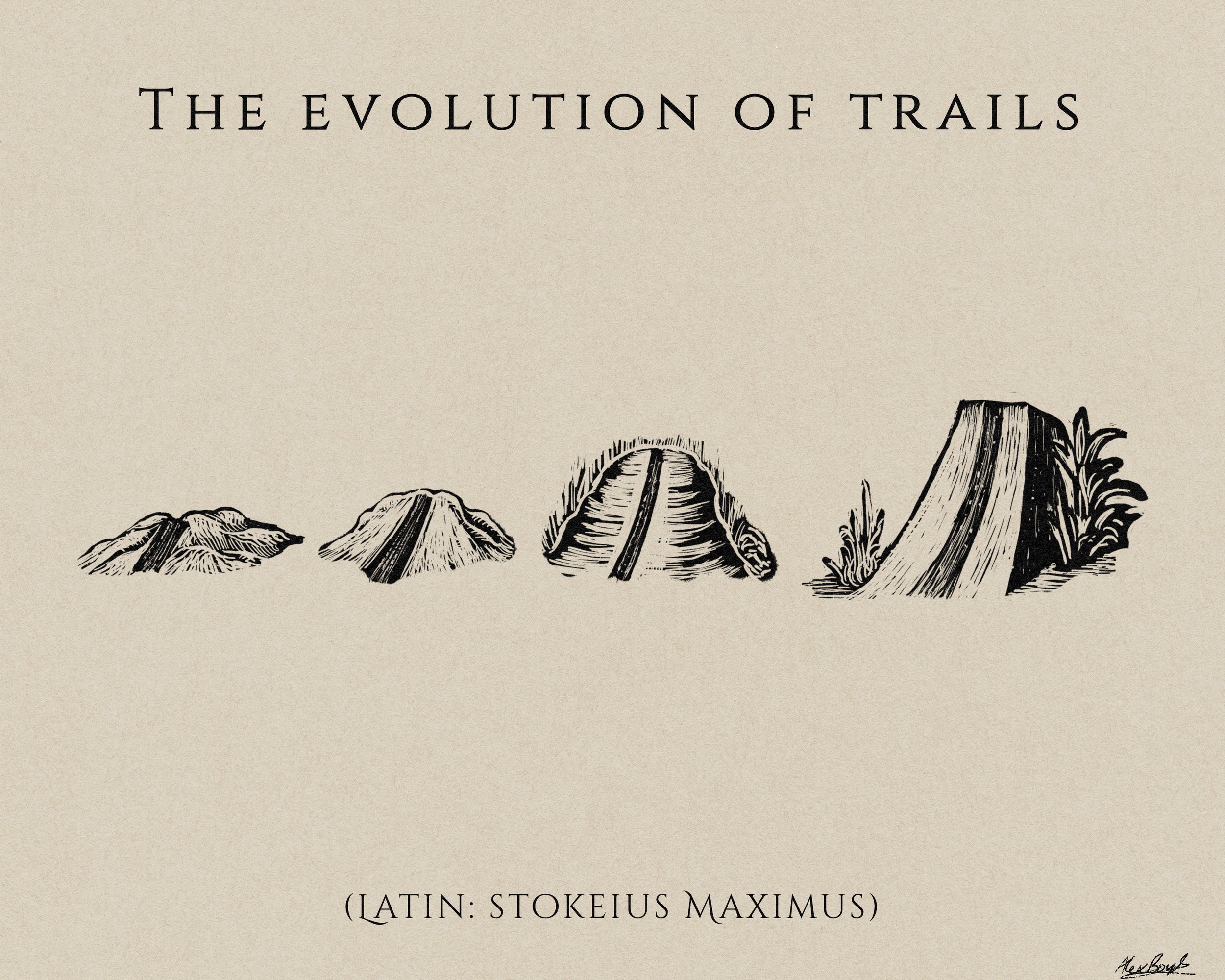 evolution papertexture.jpg