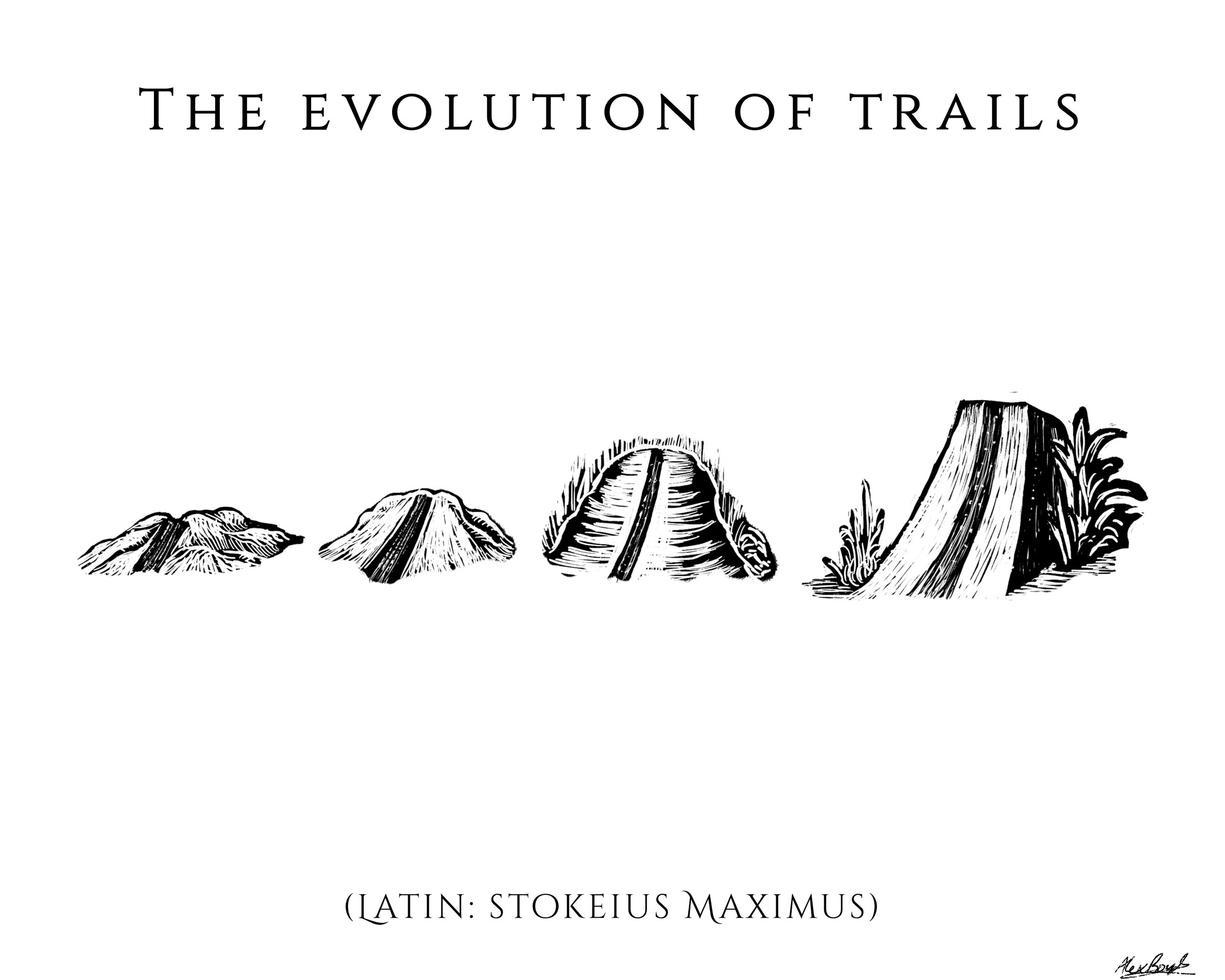 evolution white .jpg