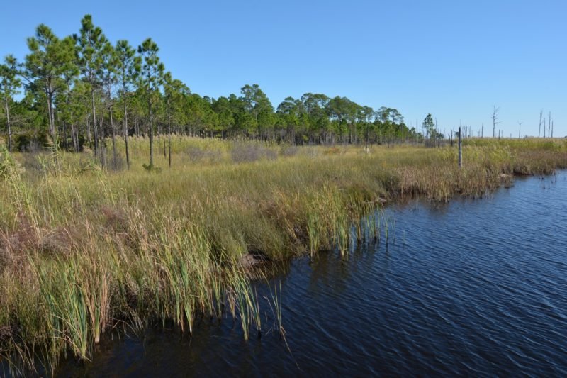 Gulf-State-Park-Lake-Shelby-1-800x533.jpg