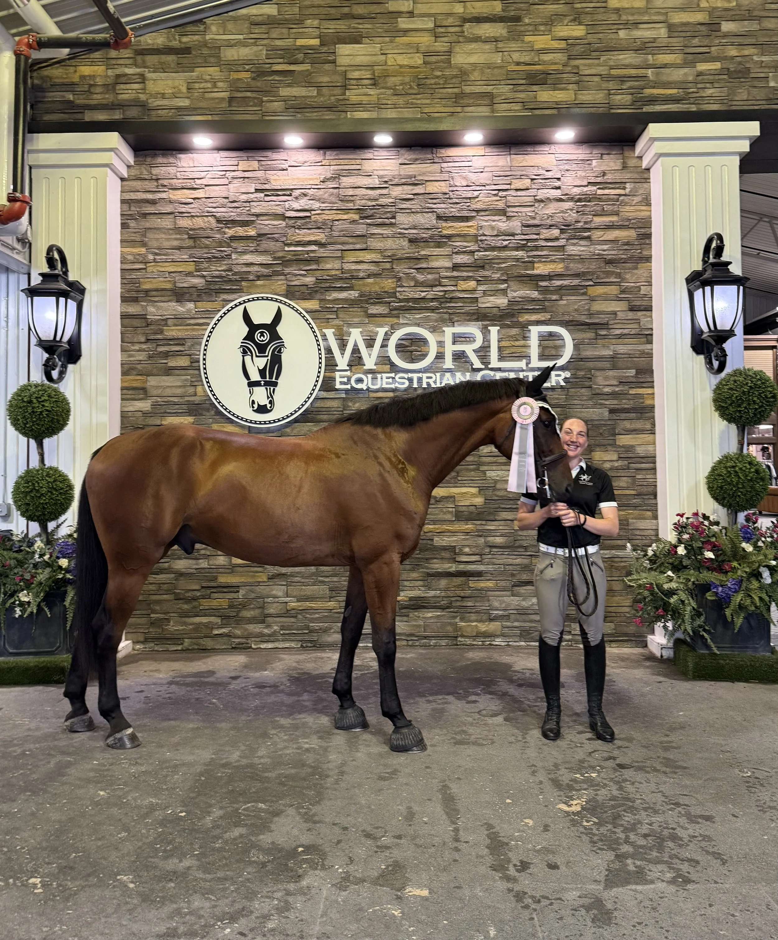 6 year, 17.1 Belgian Warmblood gelding jumper prospect 