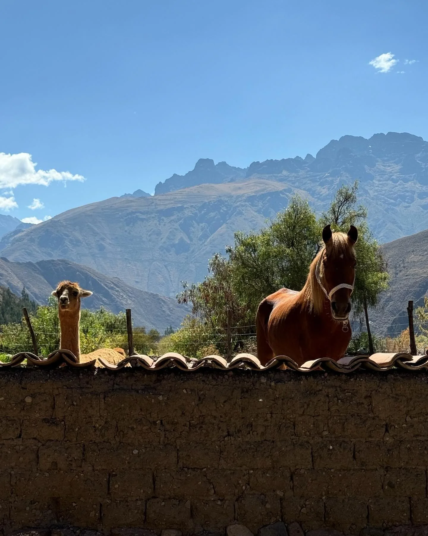 Alpaca y Caballo: Mejores Amigos para Siempre! 
Un d&iacute;a, un peque&ntilde;o alpaca conoci&oacute; a un caballo. Desde ese d&iacute;a, se volvieron inseparables, compartiendo cada amanecer, pasto y aventura juntos. Aunque son diferentes, descubri