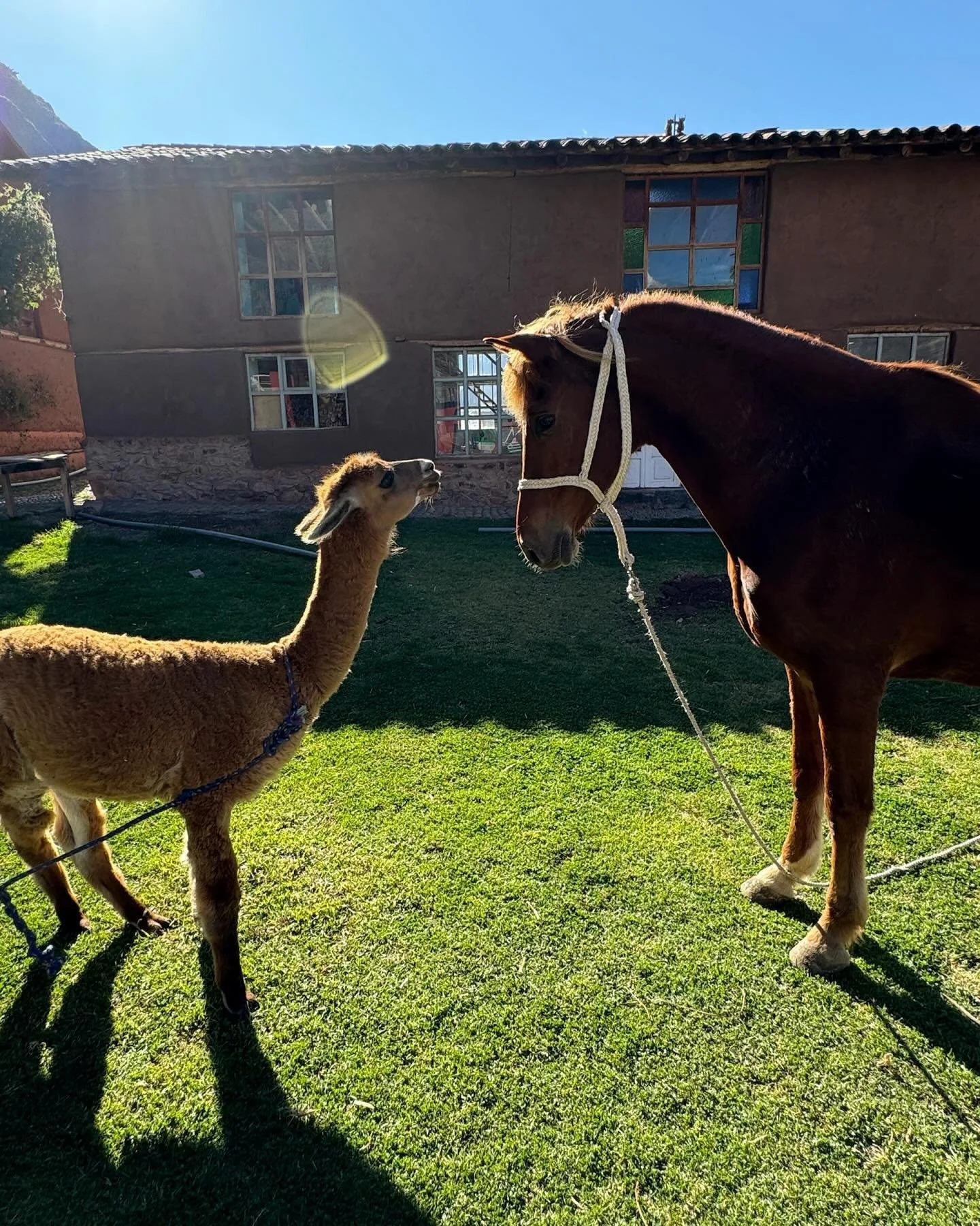 When a horse and an alpaca lock eyes, it&rsquo;s love at first sight. Who knew barnyard romance could be this cute?