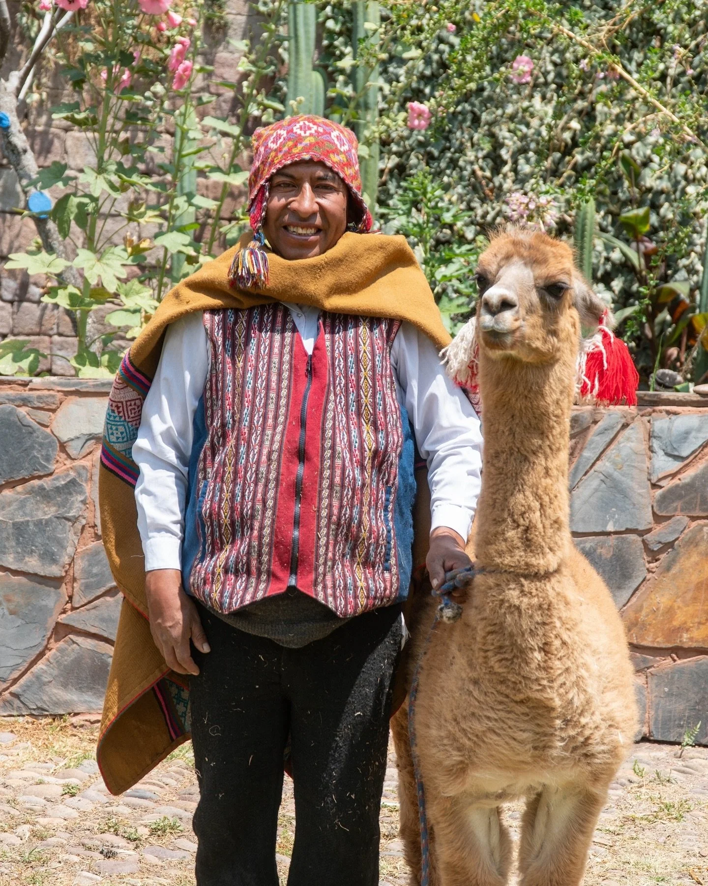 In Andean culture, alpacas are symbols of resilience, warmth, and gentle companionship. They thrive in the high altitudes, bringing comfort and connection through their soft, cherished wool. 🦙