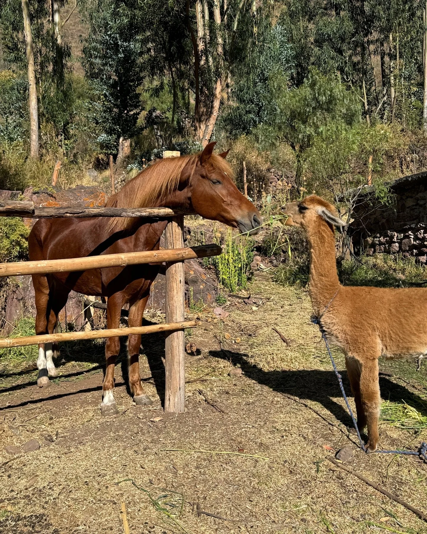 Lady &amp; the Tramp, but make it Andean style ➡️ 
🌾🐴🦙 Our horse and alpaca sharing a sweet moment over a strand of hay.