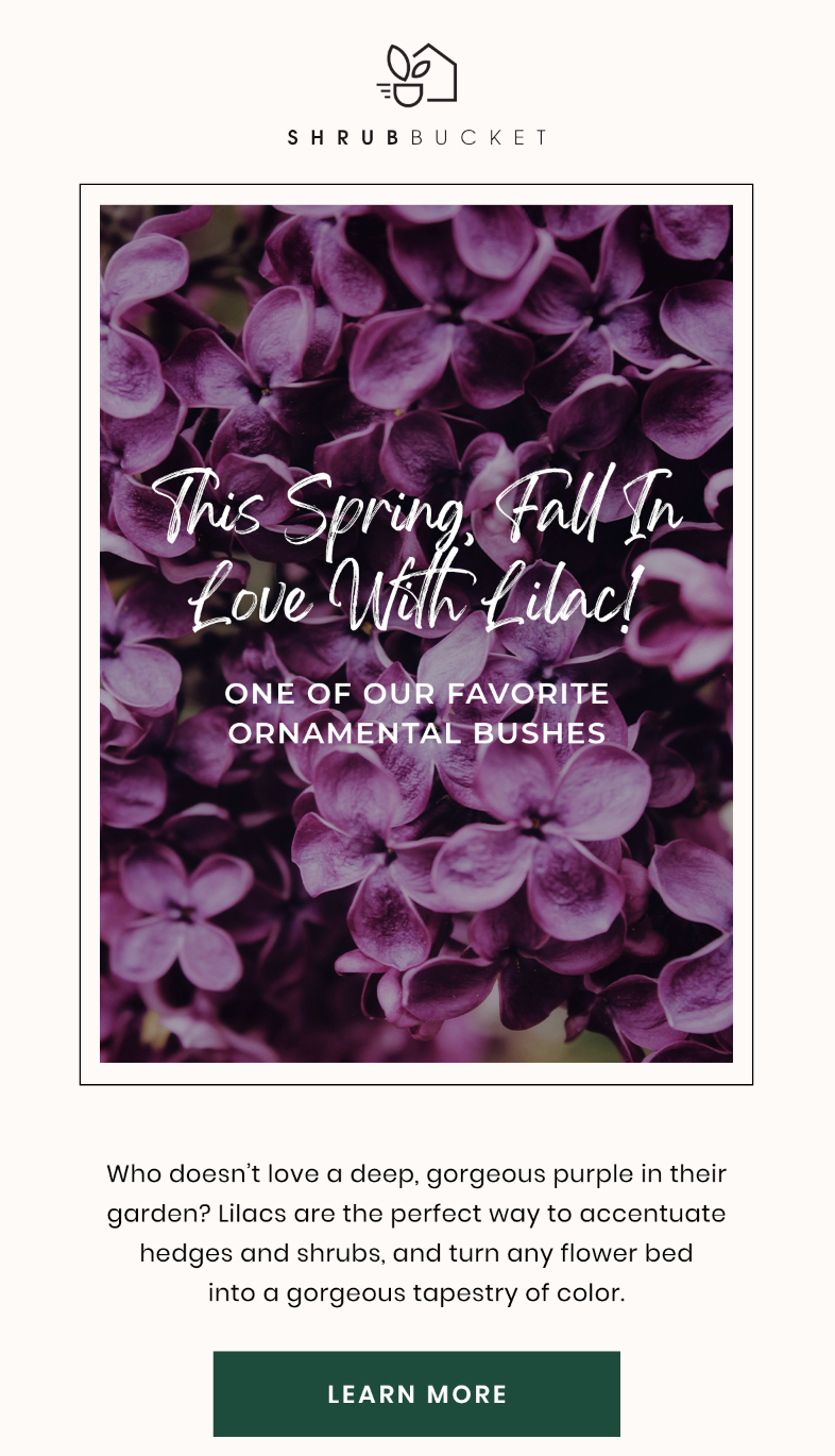 Lilac Promotion for ShrubBucket