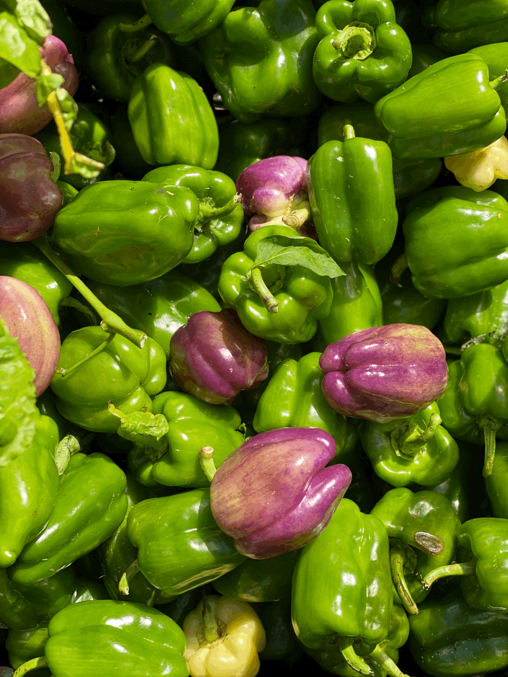 Take Action — Friendly Fridge BX