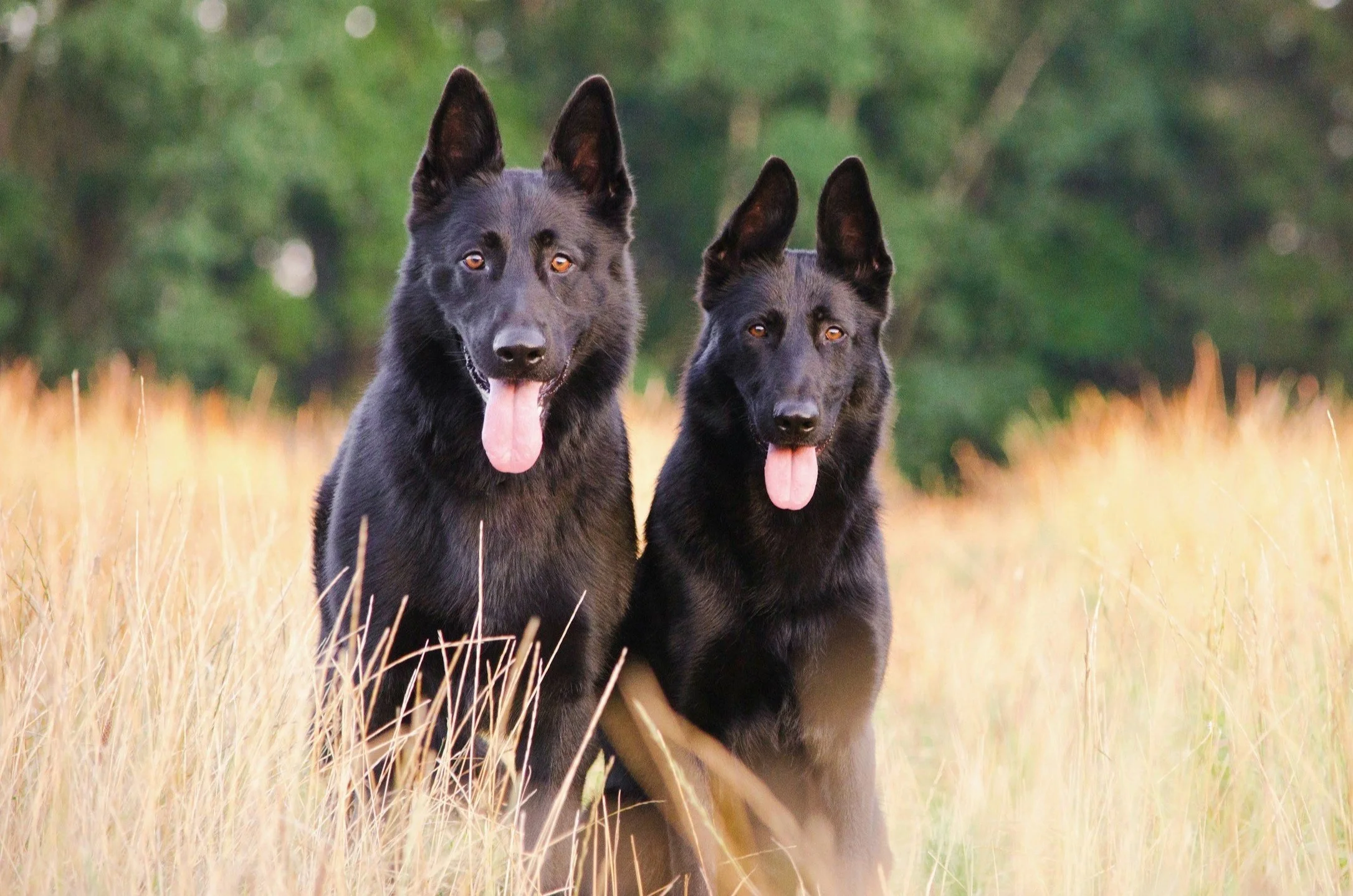 Two black German Shepherd dogs sitting in a grassy field with a blurred green forest background.