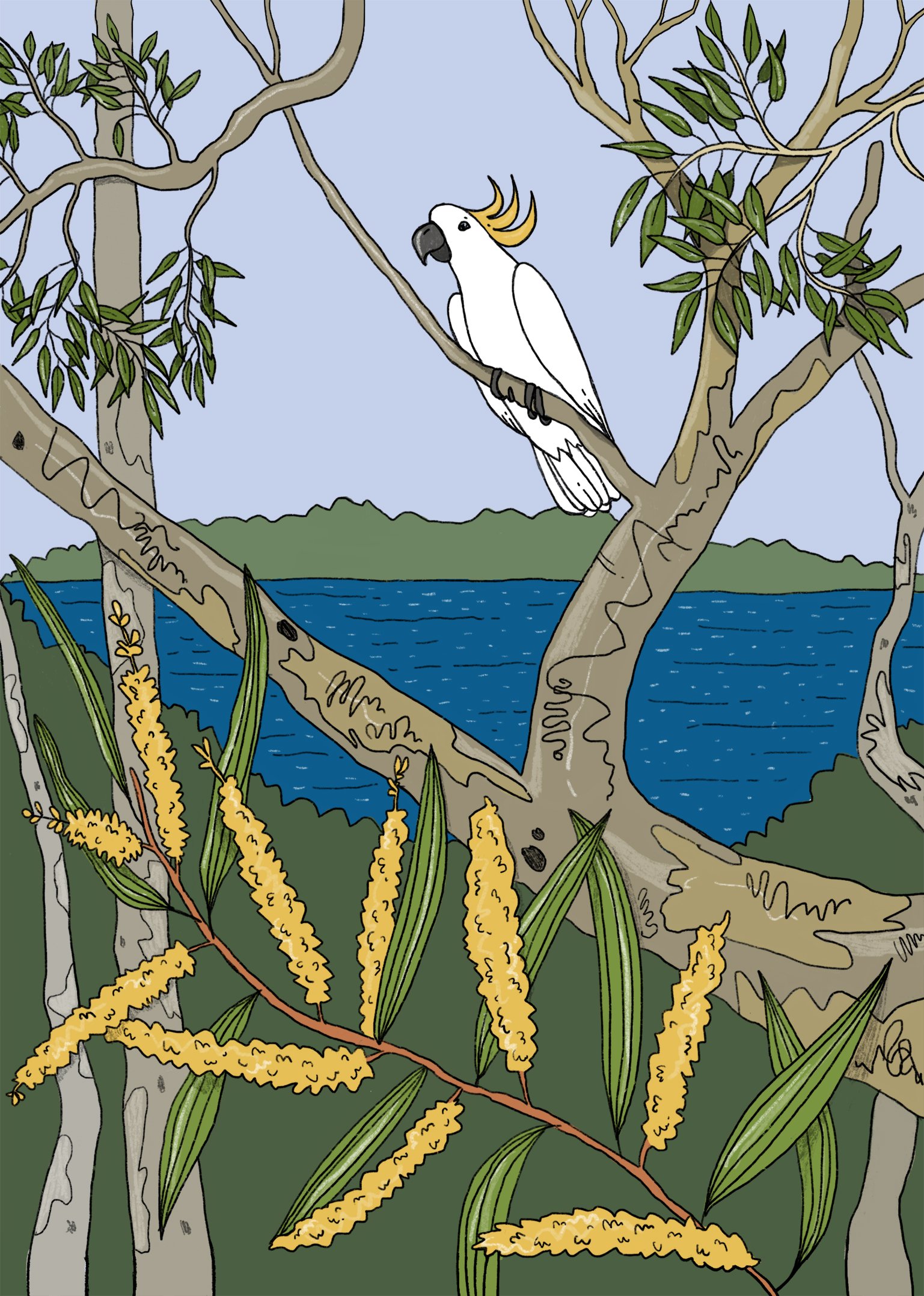 SarahCampbellManlyDamCockatoo.jpg