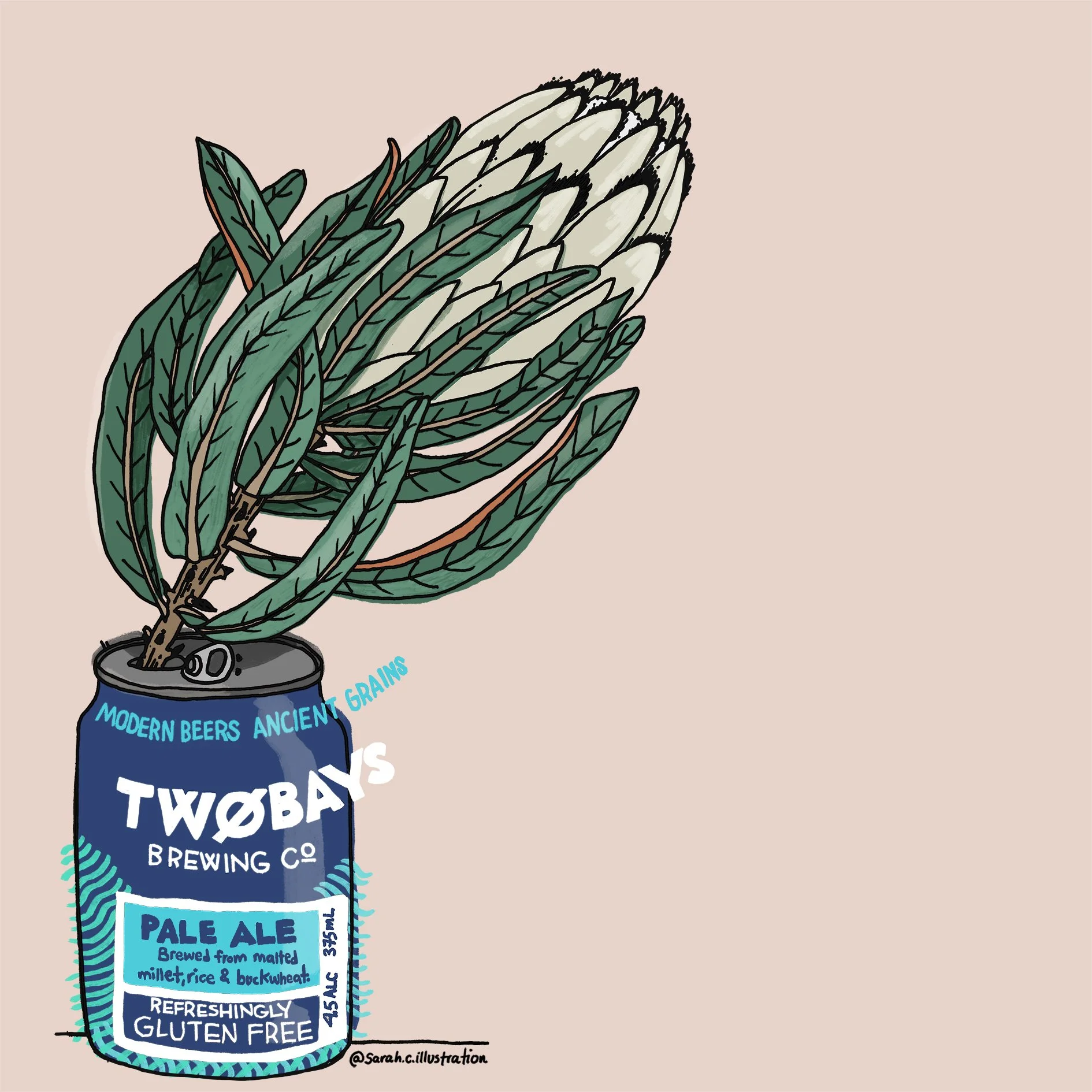 Two Bays beer illustration with protea flower