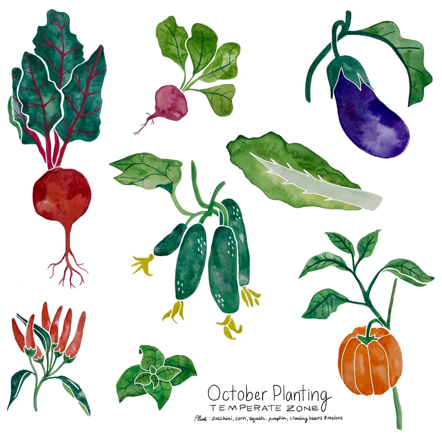 watercolour illustration vegetables october planting guide nsw australia