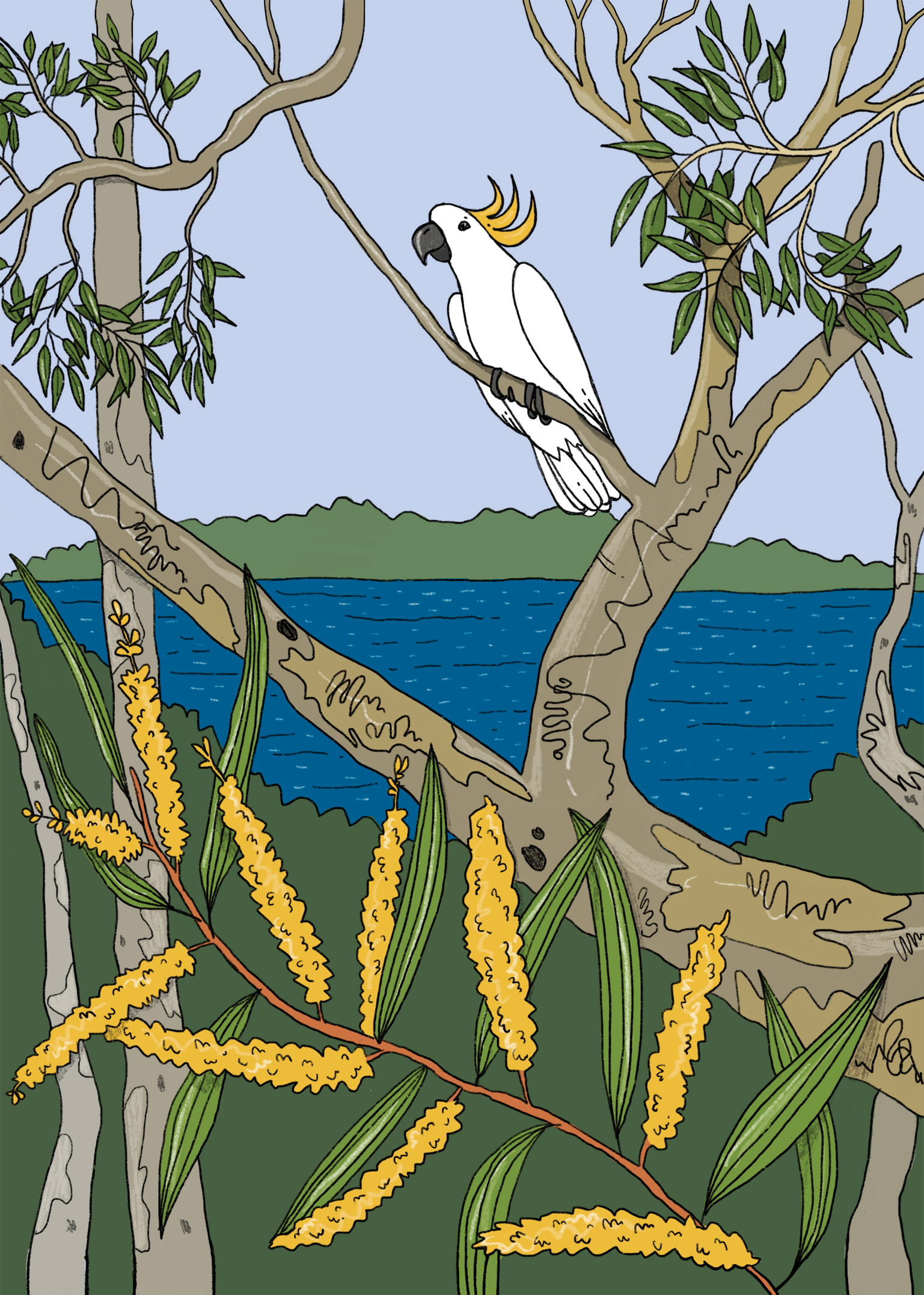 SarahCampbell-spirit-ManlyDamCockatoo.png