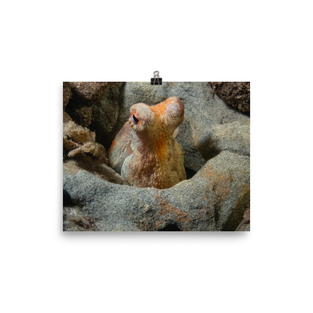 enhanced-matte-paper-poster-(in)-8x10-transparent-61badff08d347.jpg